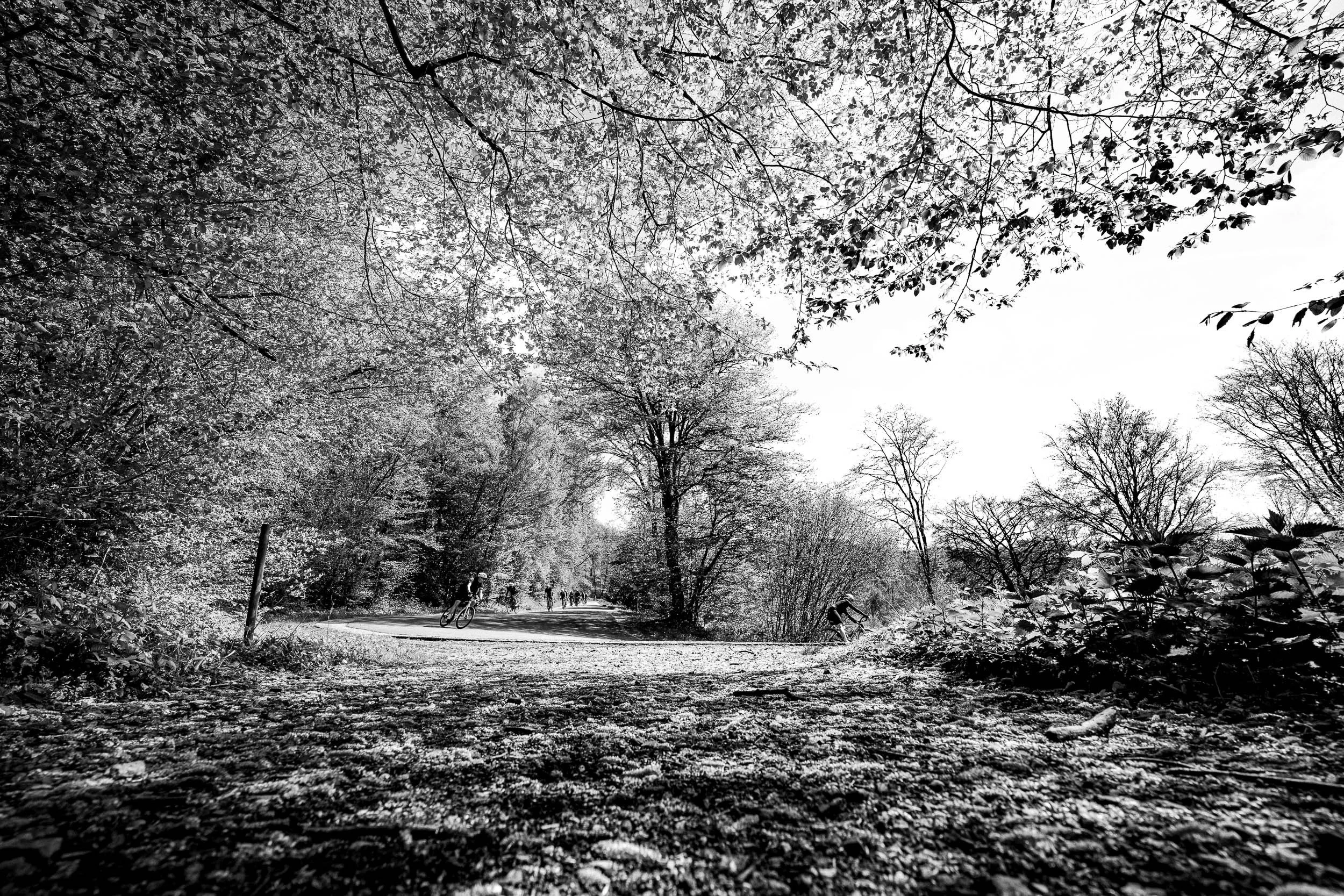 Black and white photo of a wooded park with a winding path, trees with sparse leaves, and several people riding bikes in the distance.