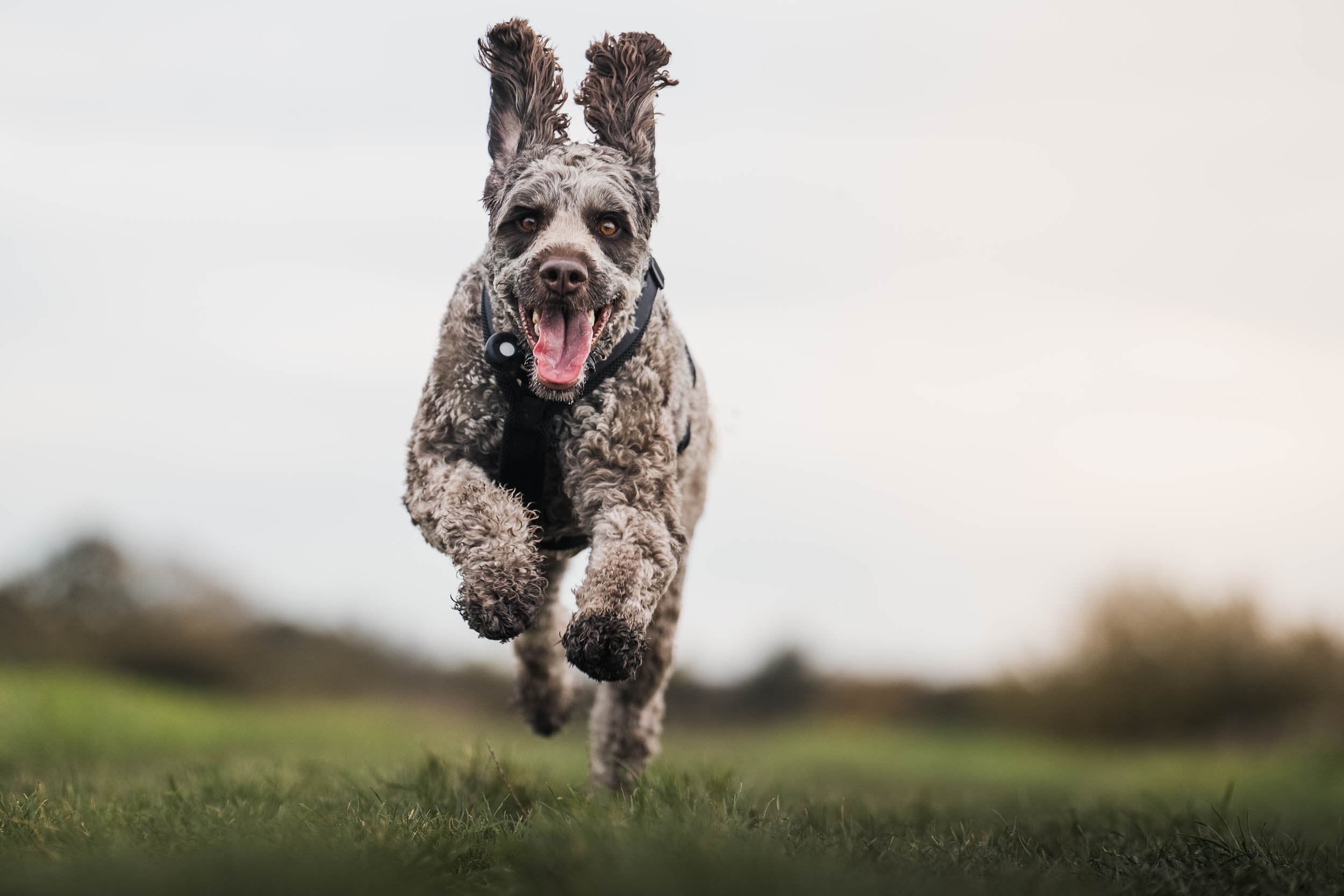 A happy, energetic dog running towards the camera in an outdoor grassy field, with a blurred background and an overcast sky.