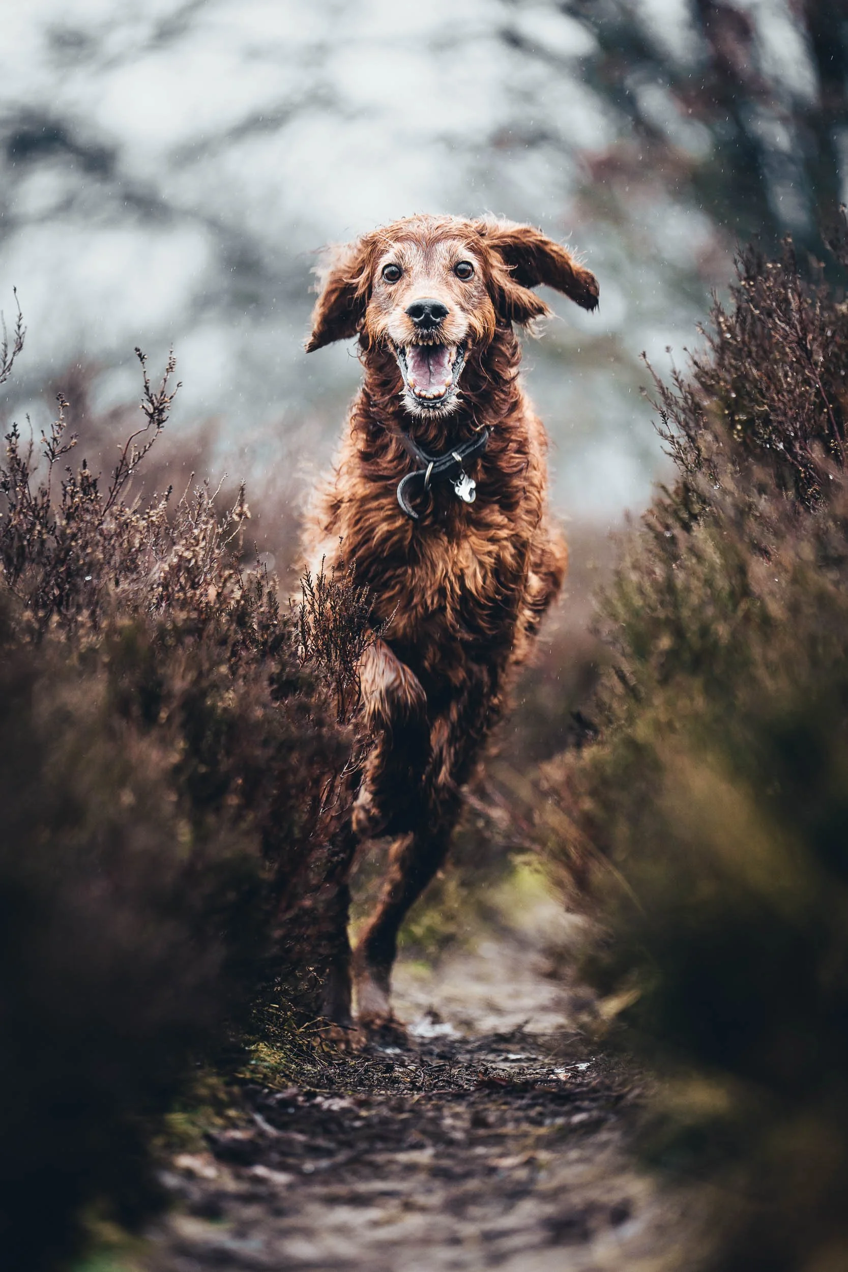 A happy brown dog running on a trail through a natural landscape with bushes and trees. (Honden fotografie)