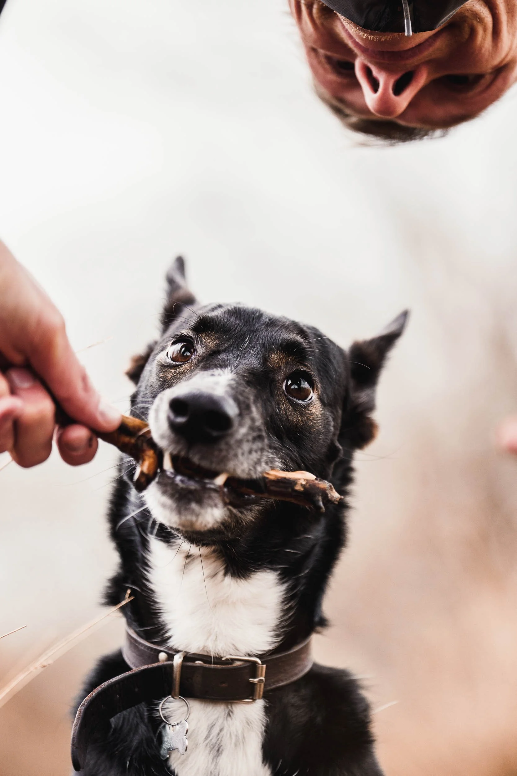 A black and white dog is being given a stick by a person, and the dog is biting the stick gently while looking up at the person. The person is smiling and wearing glasses. (Honden fotografie)