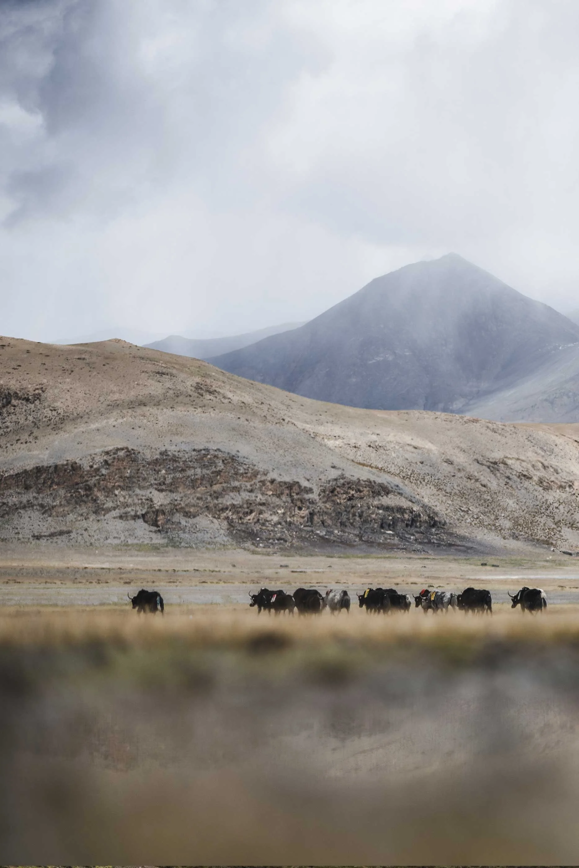 A group of cattle grazing in a vast, arid landscape with mountain ranges and cloudy sky in the background.