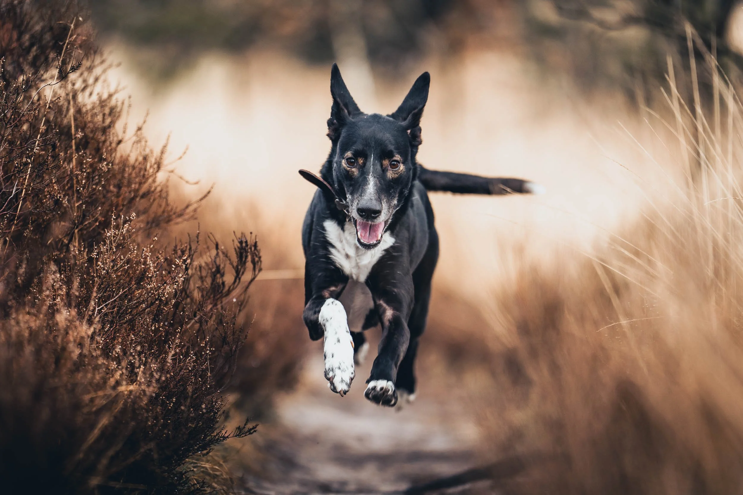 A black and white dog running through a trail in a natural outdoor setting with tall brown grass and bushes. (Honden fotografie)