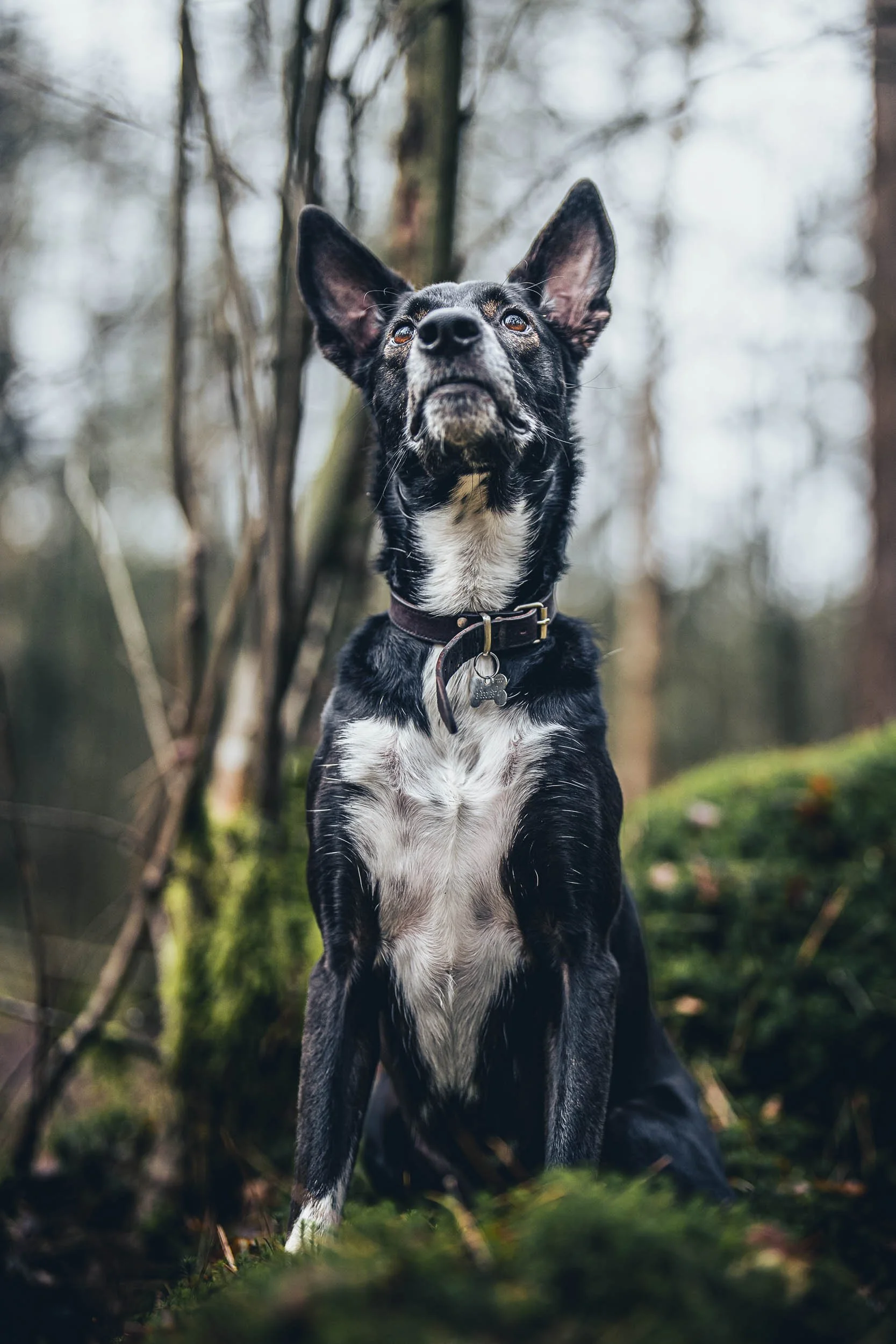 A black and white dog sitting outdoors in a forest, looking attentively upward. (Honden fotografie)