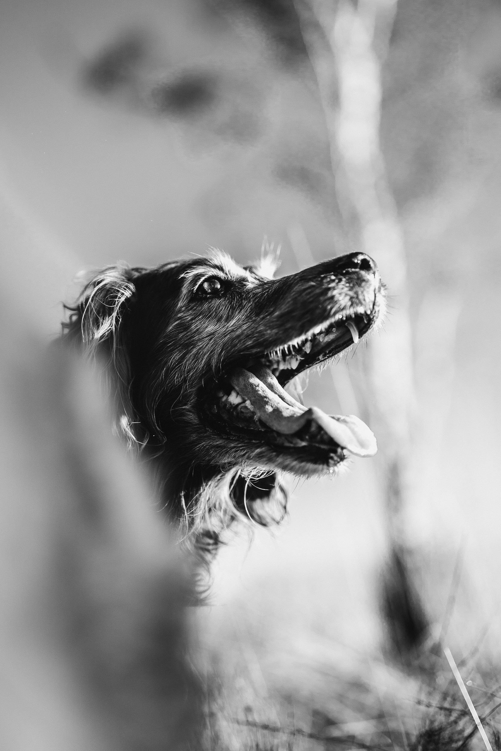 Vincent Engel Dog-2-2.jpg