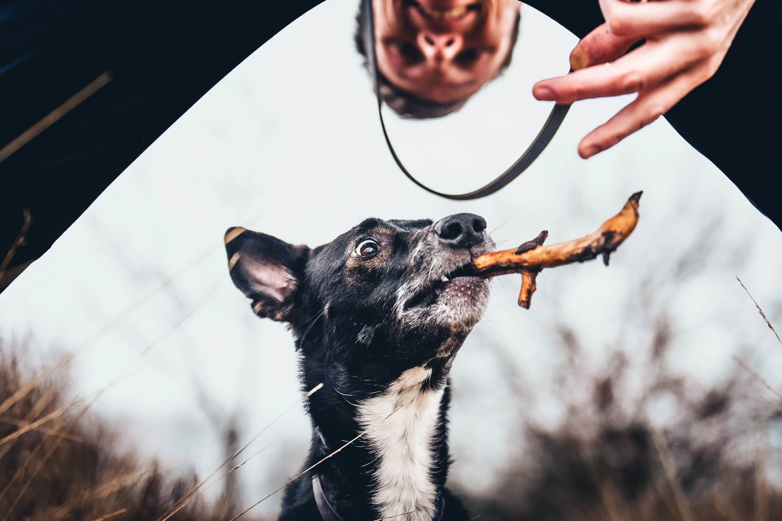 Person reaching under a dog carrying a stick, with the dog tugging on the stick, outdoors in a natural setting. (Honden fotografie)