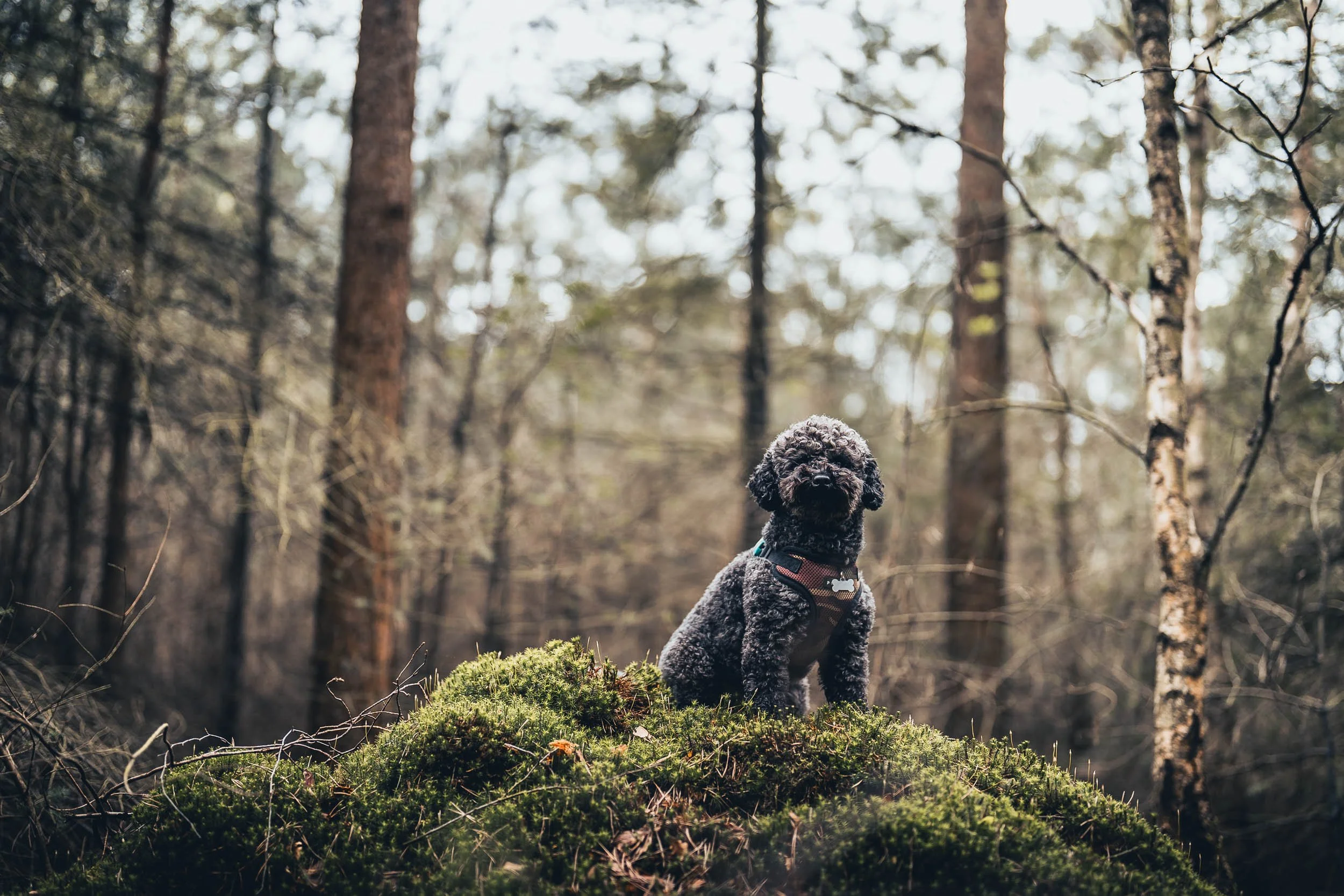 A small black curly-haired dog wearing a harness, sitting on a moss-covered mound in a dense forest with tall thin trees and a blurred background. (Honden fotografie)