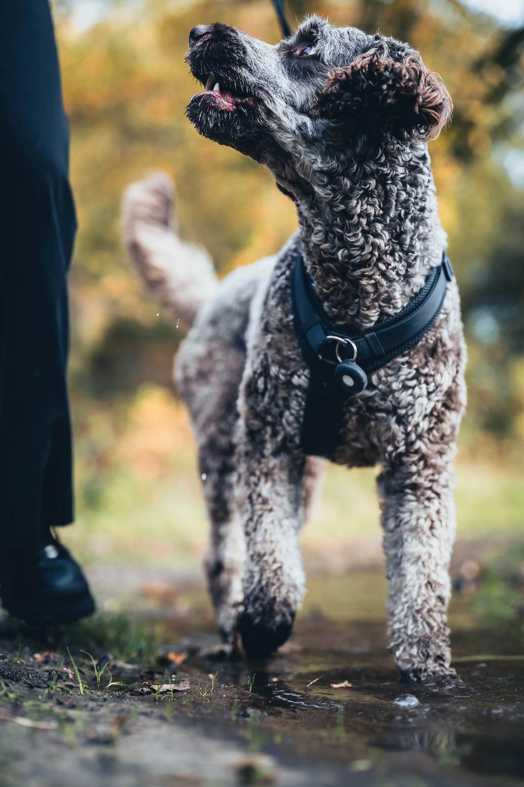 A curious curly-coated dog standing in shallow water outdoors, with autumn trees in the background.
