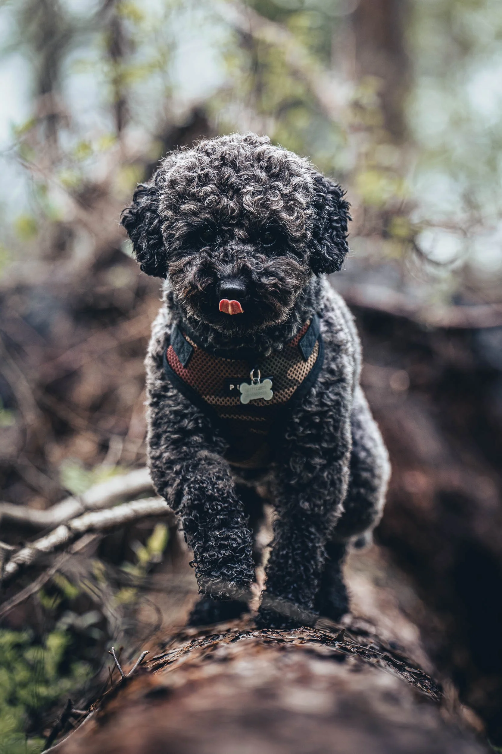 A curly-haired black and gray puppy walking on a fallen log in a forest, wearing a harness and sticking out its tongue. (Honden fotografie)