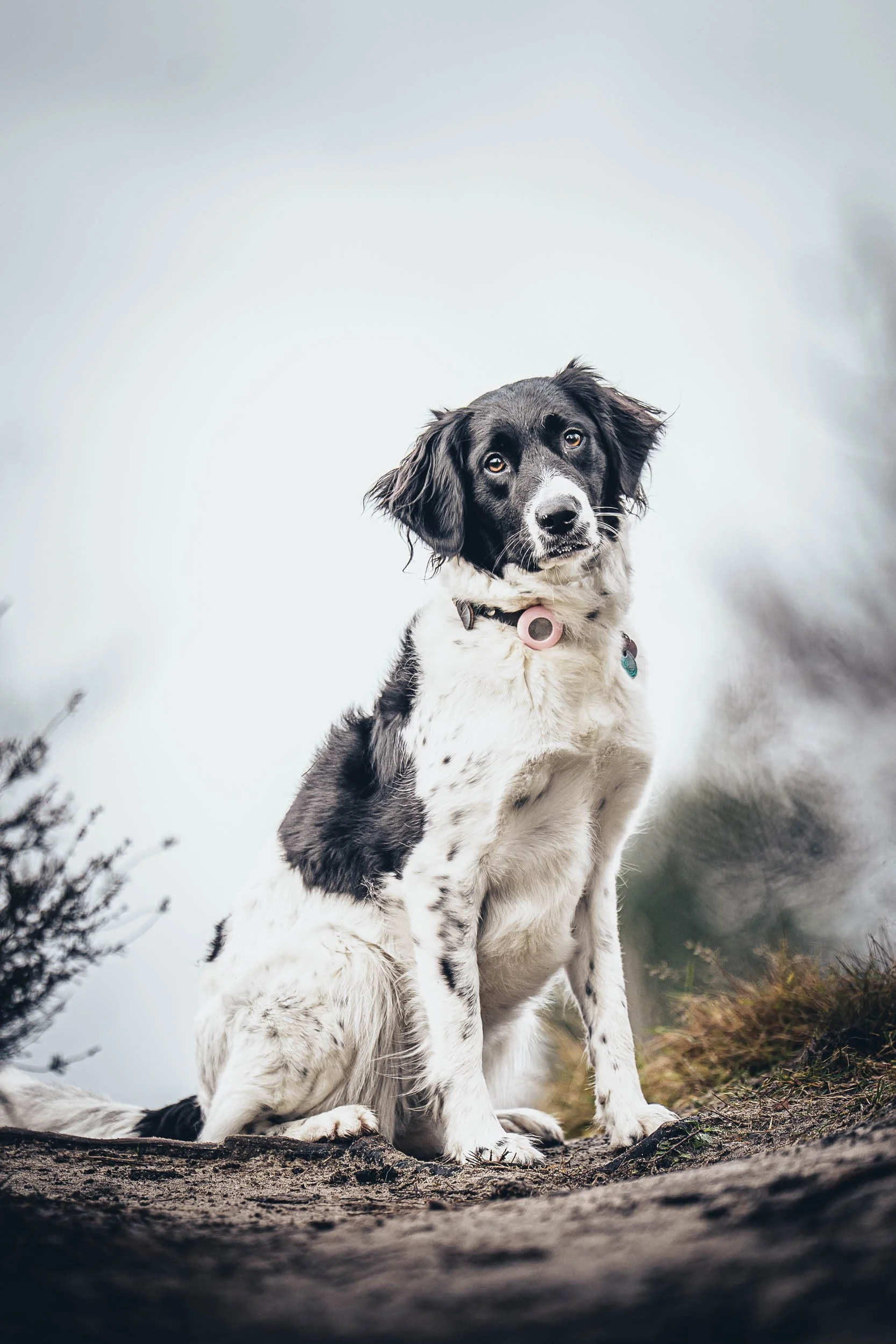 A black and white dog sitting outdoors on a dirt ground, looking directly at the camera with a curious expression. (Honden fotografie)