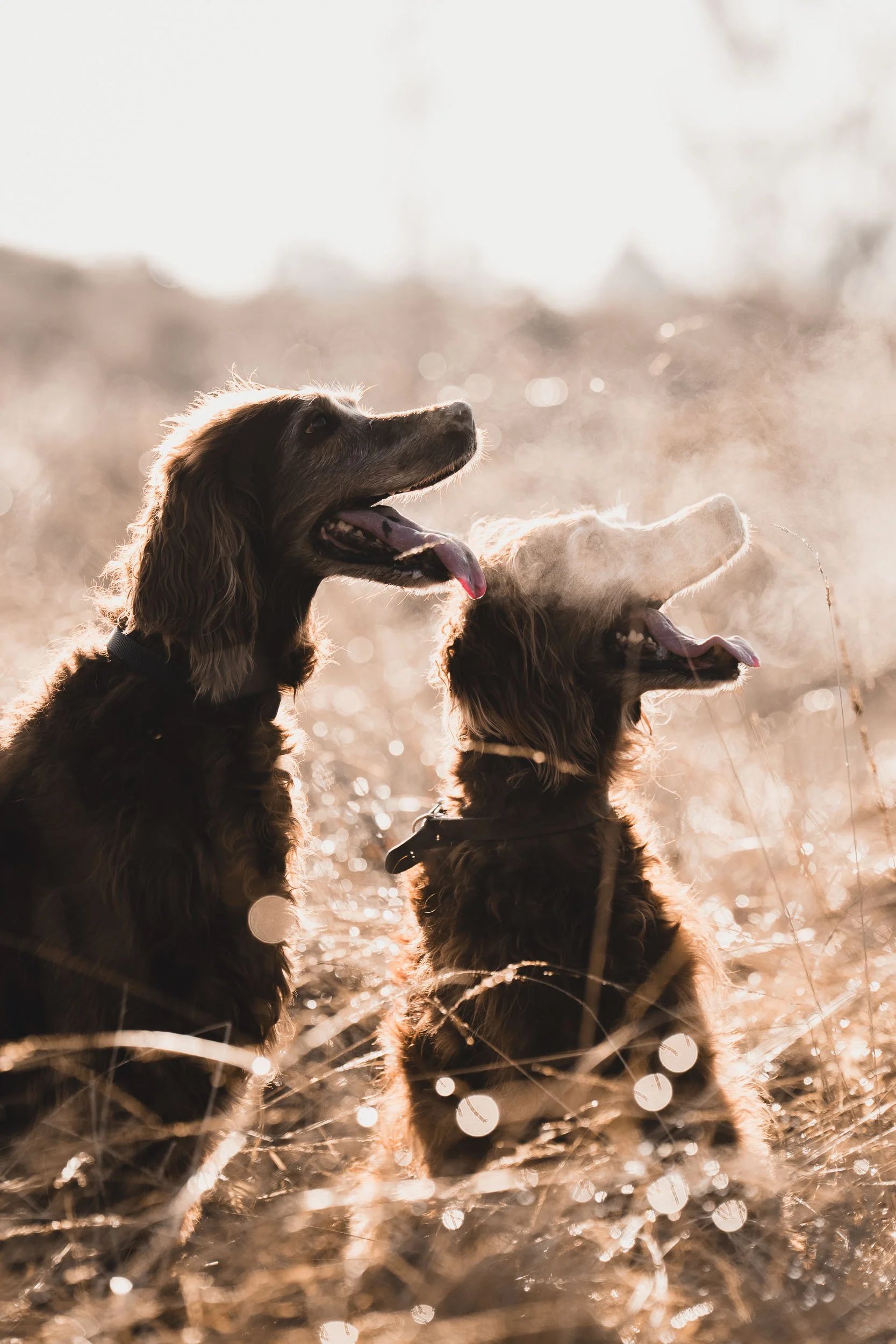 Vincent Engel Dog-3-2.jpg