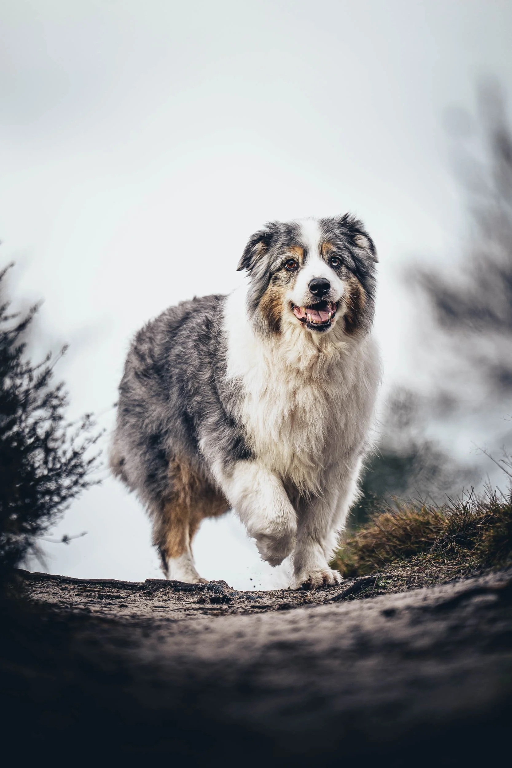 An Australian Shepherd dog running outdoors on a trail with a cloudy sky background. (Honden fotografie)