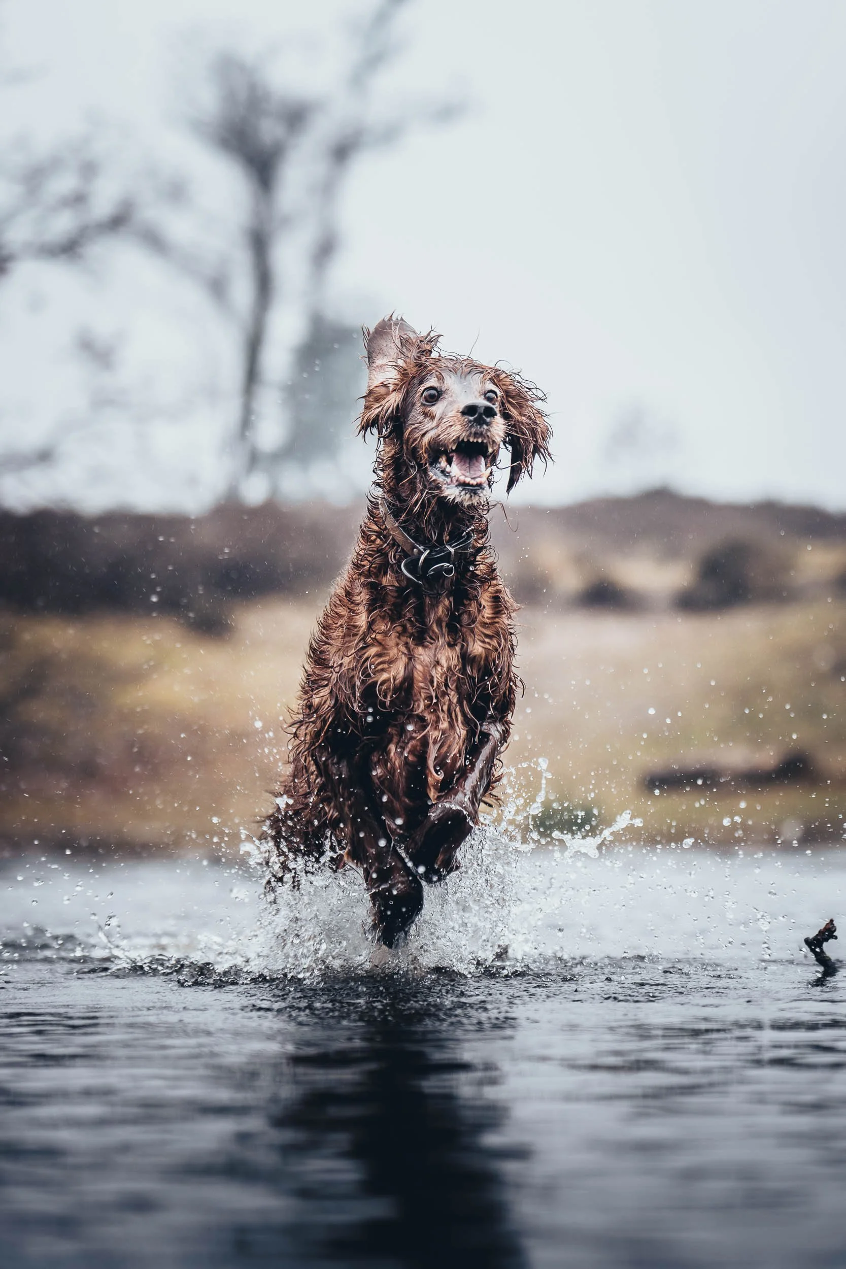A wet brown dog running through a body of water, splashing, with trees and cloudy sky in the background.