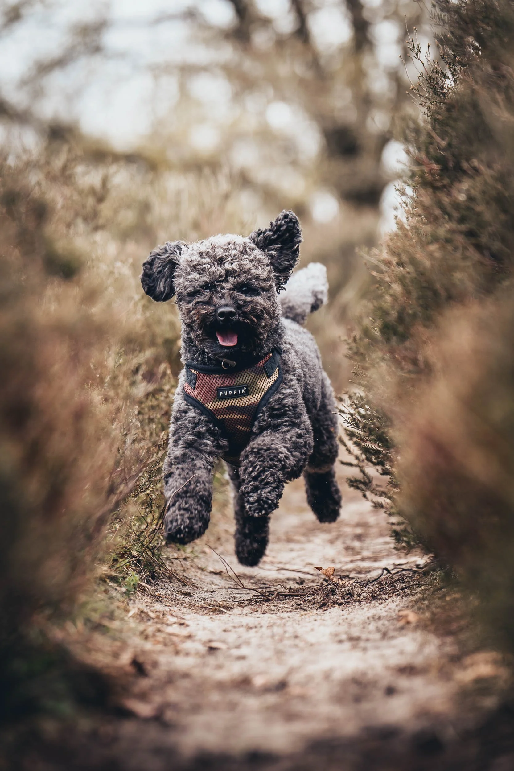 A happy small curly-haired dog running on a dirt trail between bushes in an outdoor setting. (Honden fotografie)