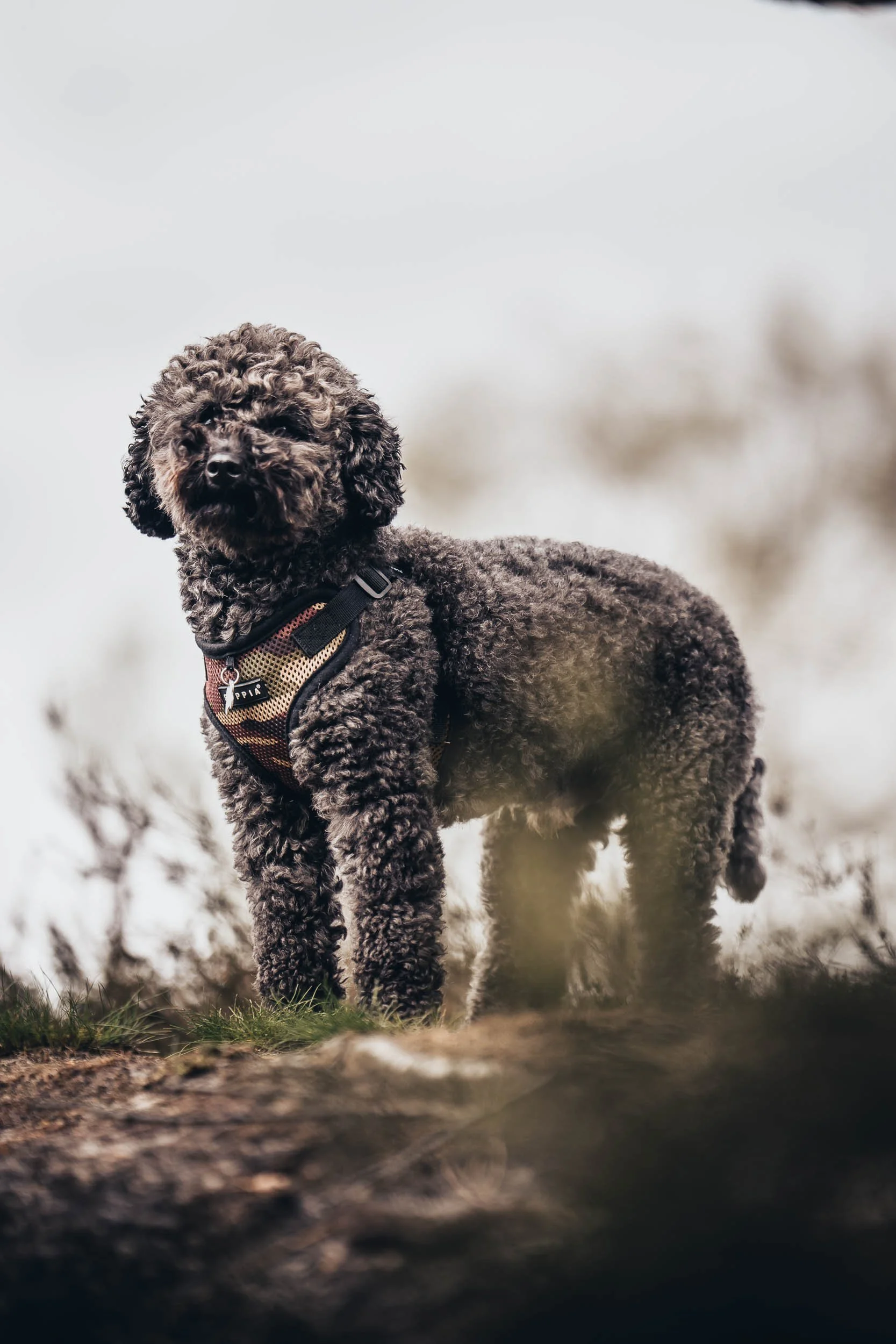 A curly-haired black dog standing outdoors on a grassy area with a blurred background, wearing a harness. (Honden fotografie)