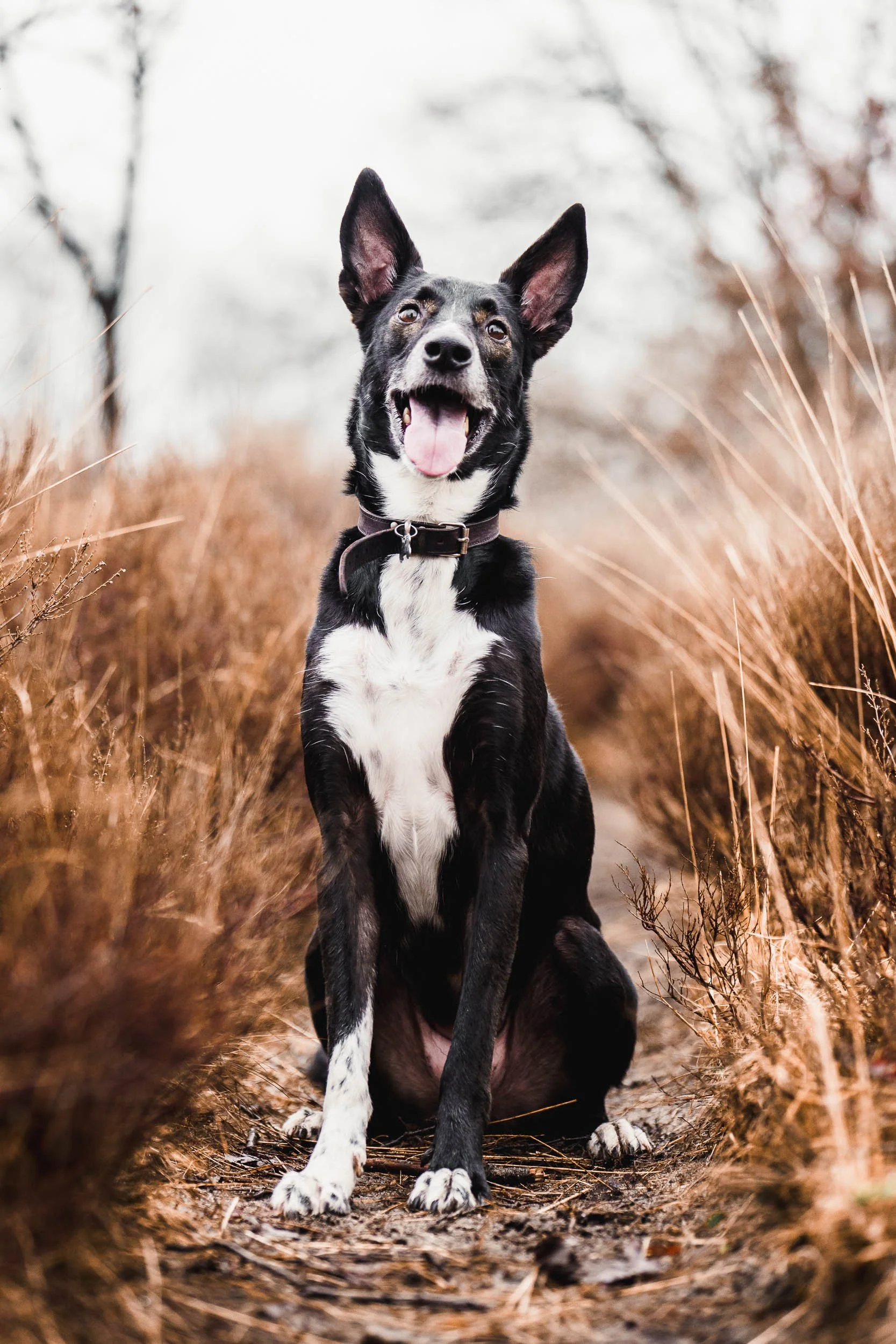 A happy black and white dog with pointed ears sitting on a dirt path surrounded by dry grass and trees. (Honden fotografie)