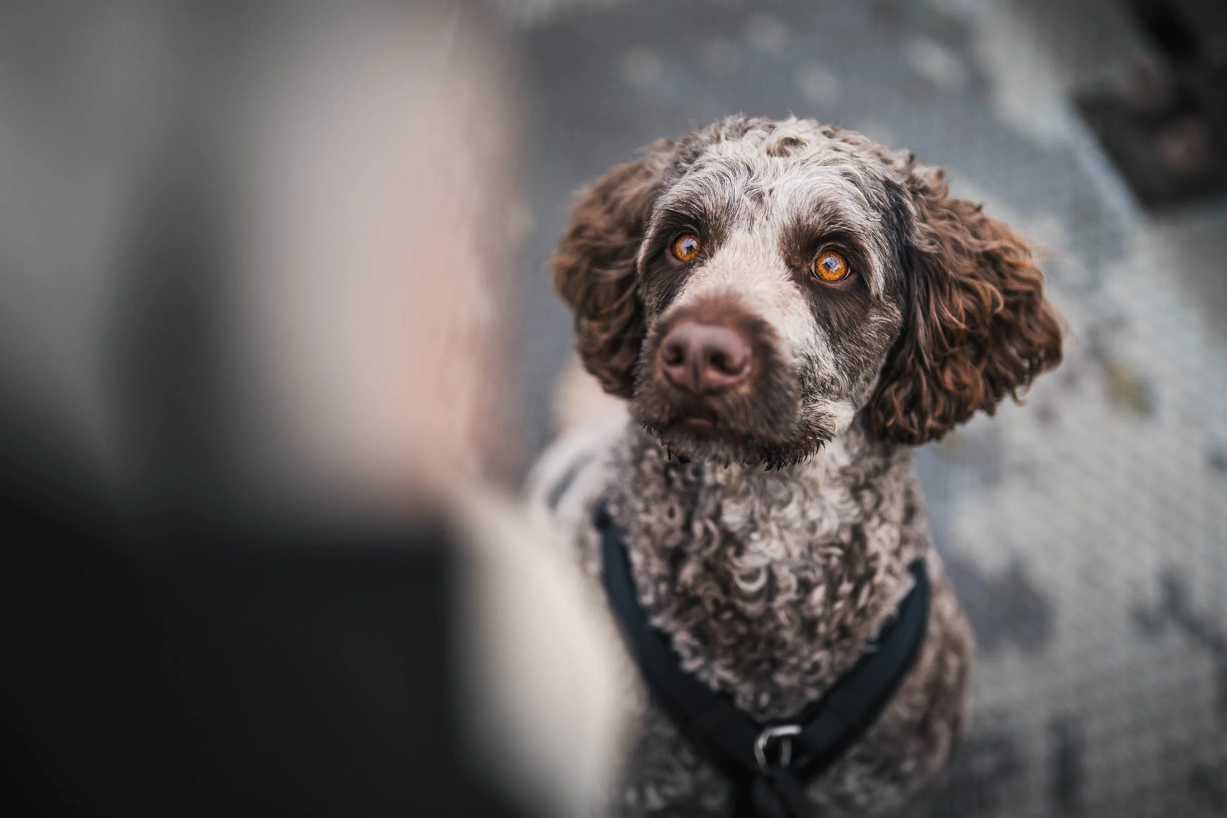 A brown and white curly-haired dog with amber eyes looking up at the camera.
