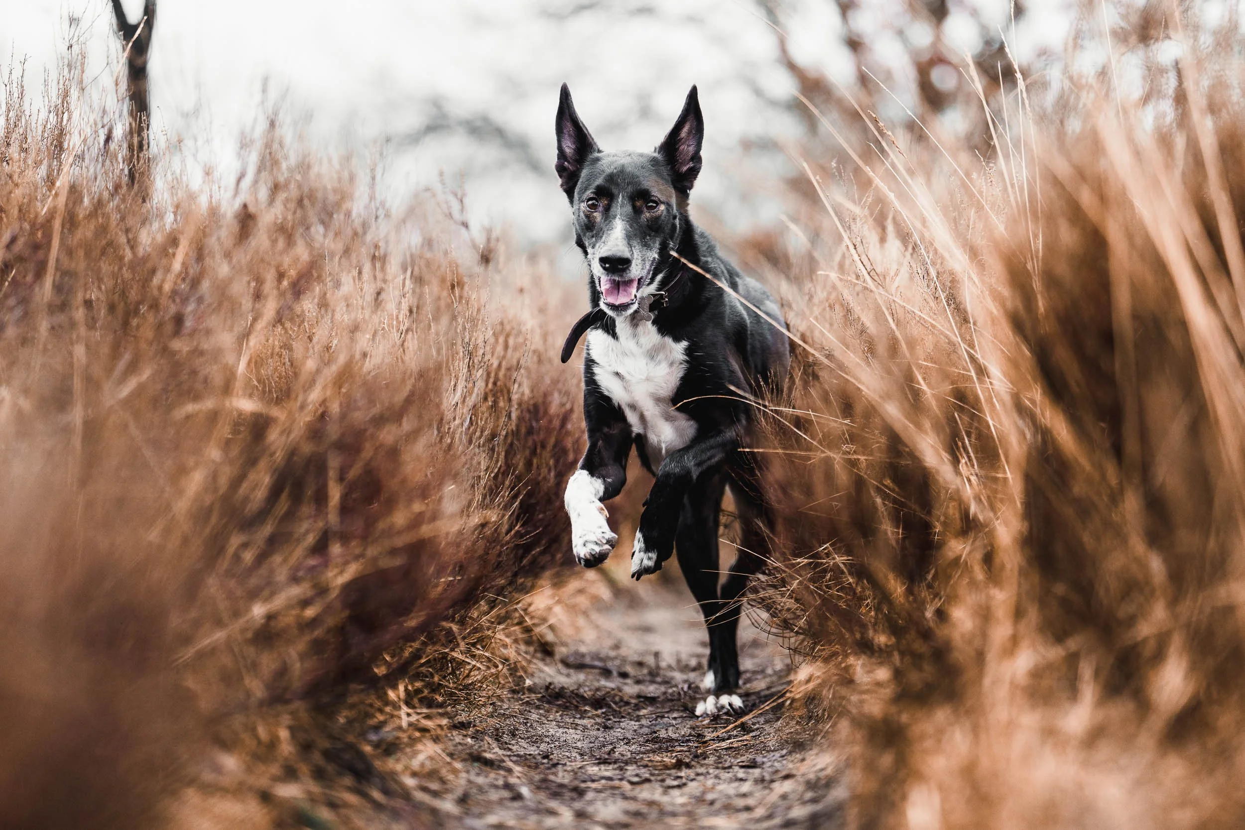 A black and white dog running through a narrow dirt path surrounded by tall, dry brown grass. (Honden fotografie)