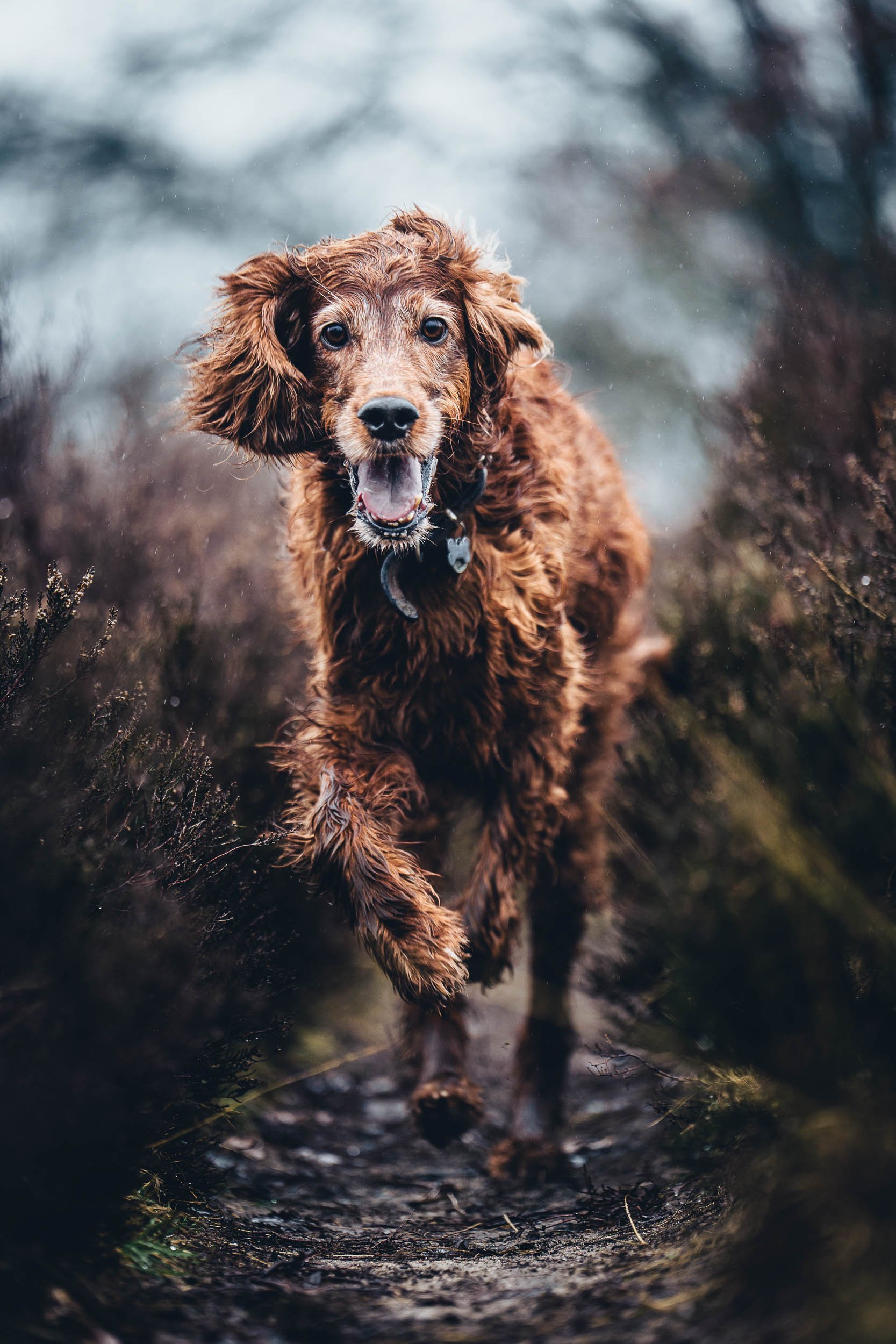 A playful brown dog, possibly a spaniel, running outdoors on a muddy trail surrounded by dark foliage, with a joyful expression and tongue out. (Honden fotografie)