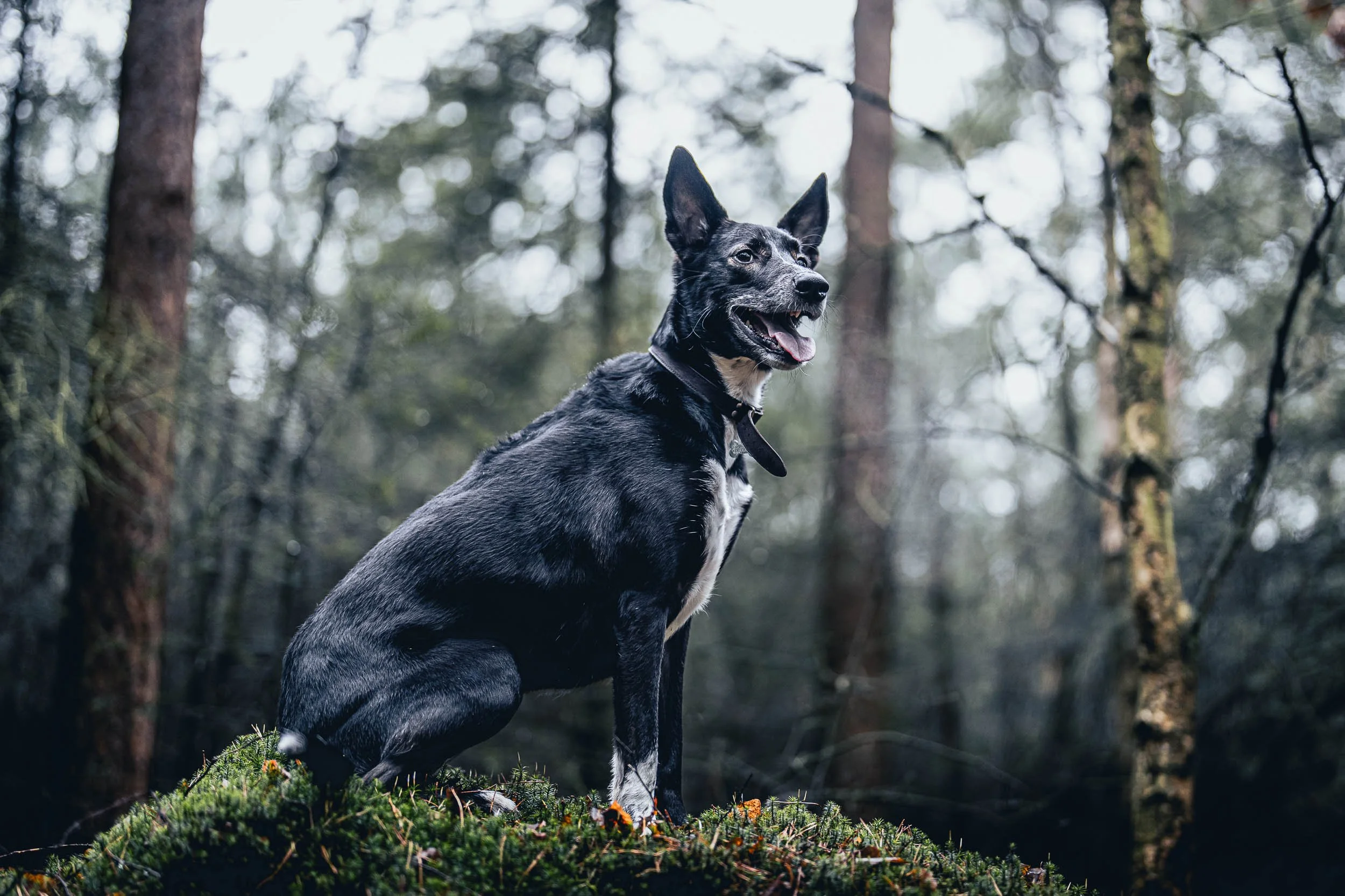 A black and white dog with pointed ears and a collar sitting on a mossy patch in a forest with tall trees in the background. (Honden fotografie)