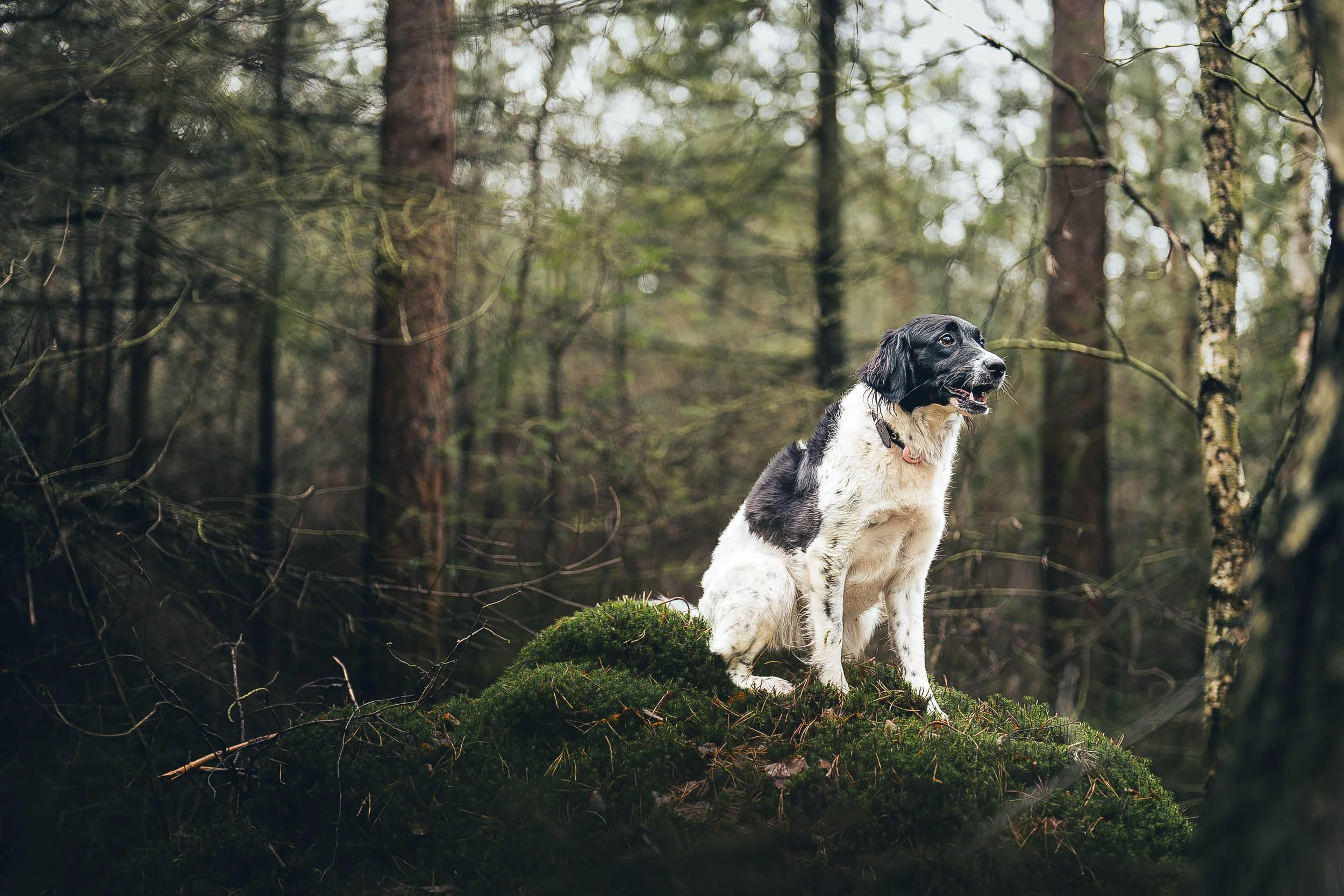 A black and white spaniel dog sitting on a moss-covered mound in a dense forest. (Honden fotografie)