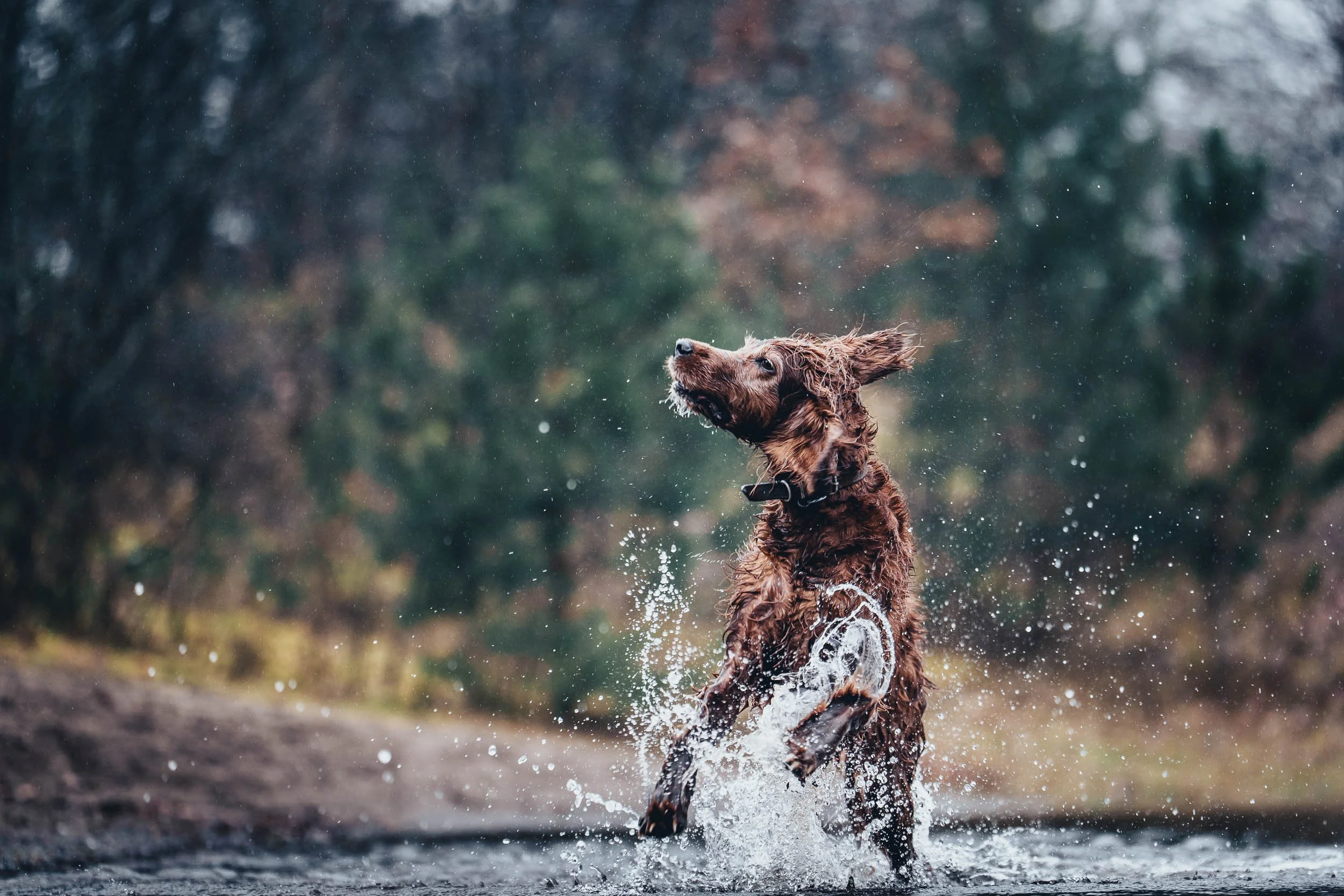 A brown dog with wet fur playing and splashing in shallow water outdoors, with a blurred background of trees and foliage.