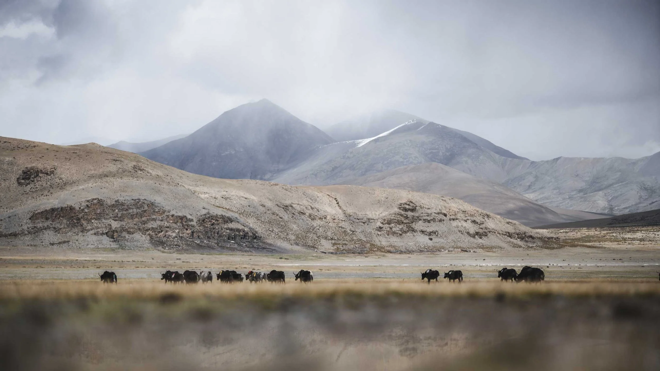 A herd of yaks grazing in a vast mountainous landscape with rocky hills and snow-capped peaks in the background under a cloudy sky.