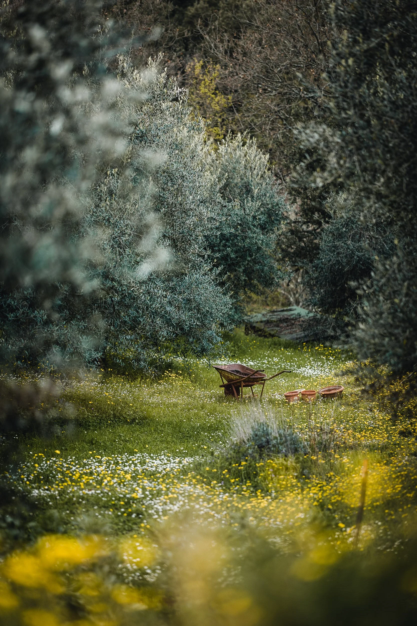 An overgrown garden with yellow and white wildflowers, green grass, tall bushes and trees, an old rusty wheelbarrow, and terracotta plant pots in the distance.