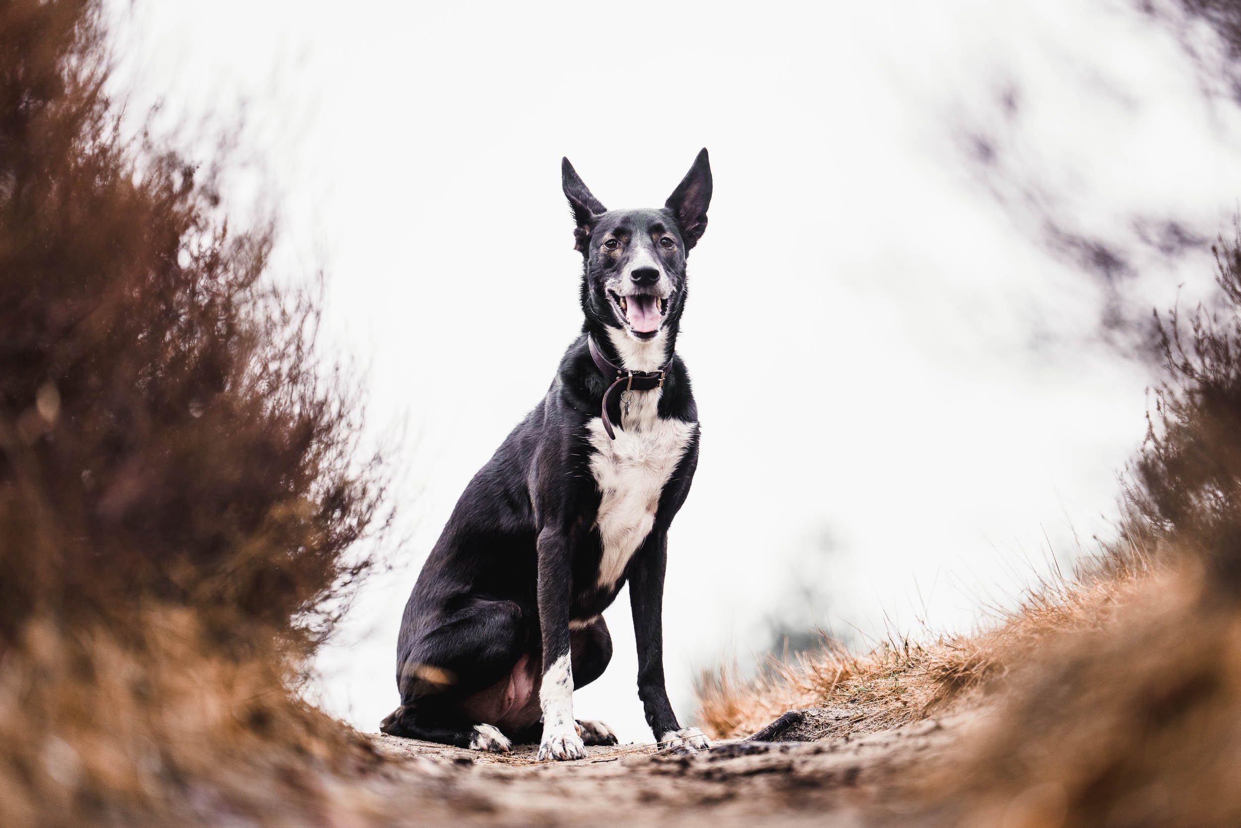 Black and white dog sitting outdoors on a trail, looking at the camera with its tongue out, framed by blurred foliage on either side. (Honden fotografie)