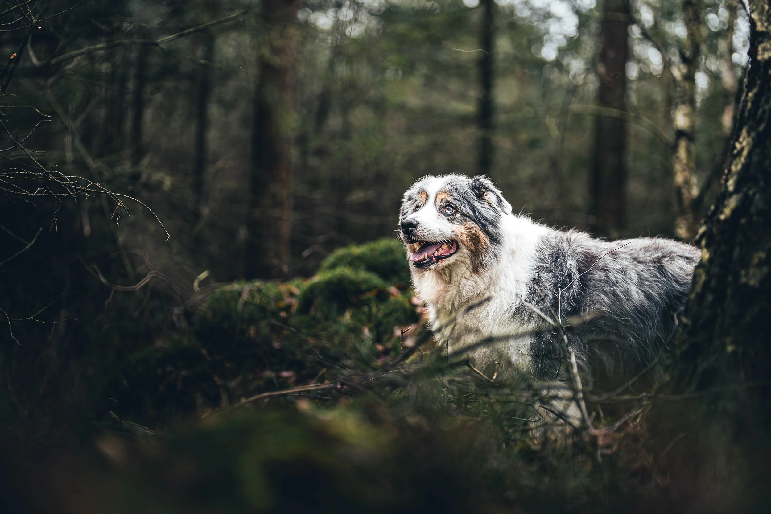 An Australian Shepherd dog standing in a forest, surrounded by trees and moss, looking alert and happy. (Honden fotografie)