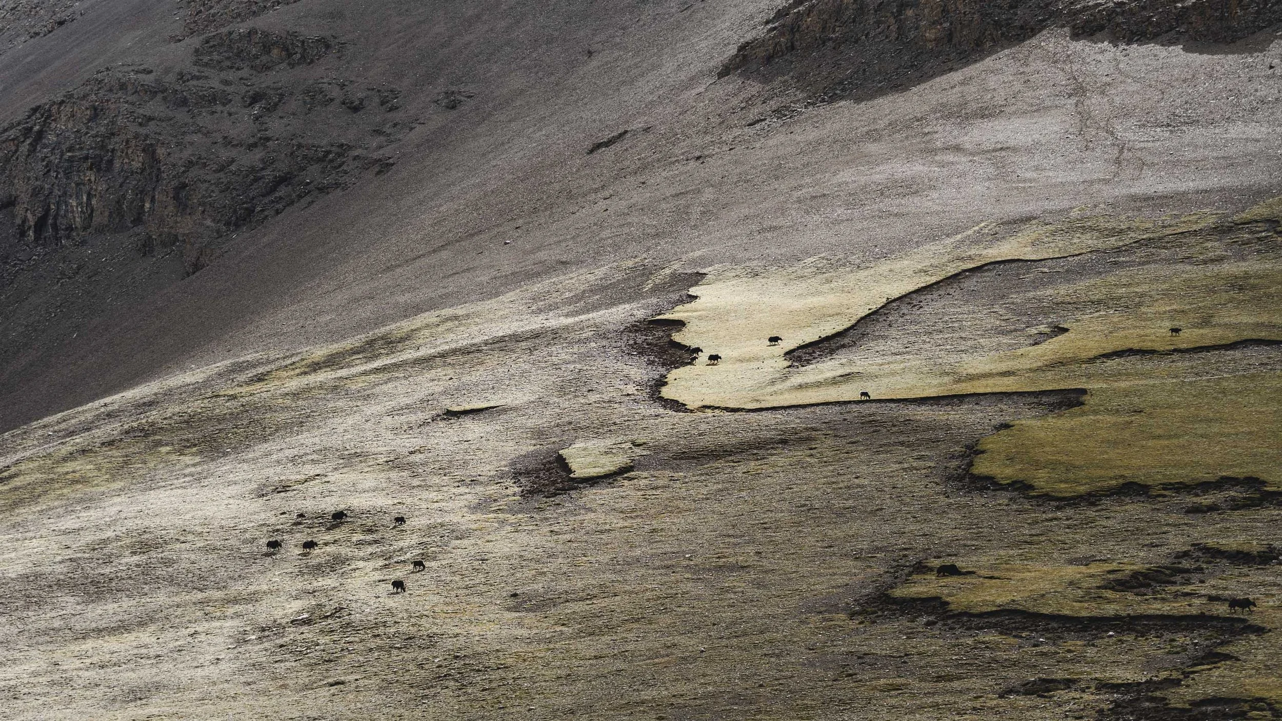 Horses grazing on a grassy mountain slope with rocky terrain in the background.