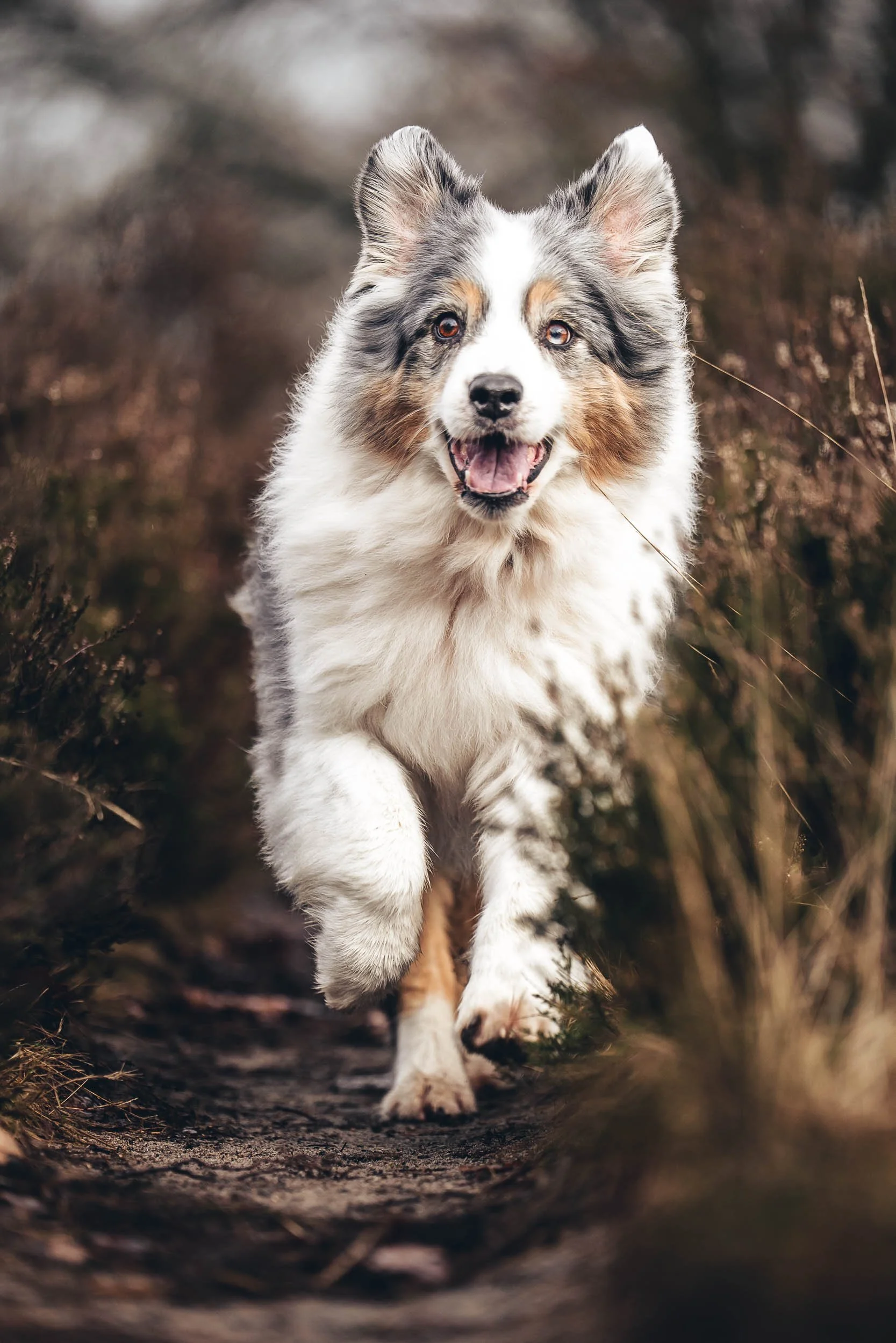 A happy, Australian Shepherd dog running outdoors on a trail surrounded by brownish grass and bushes. (Honden fotografie)