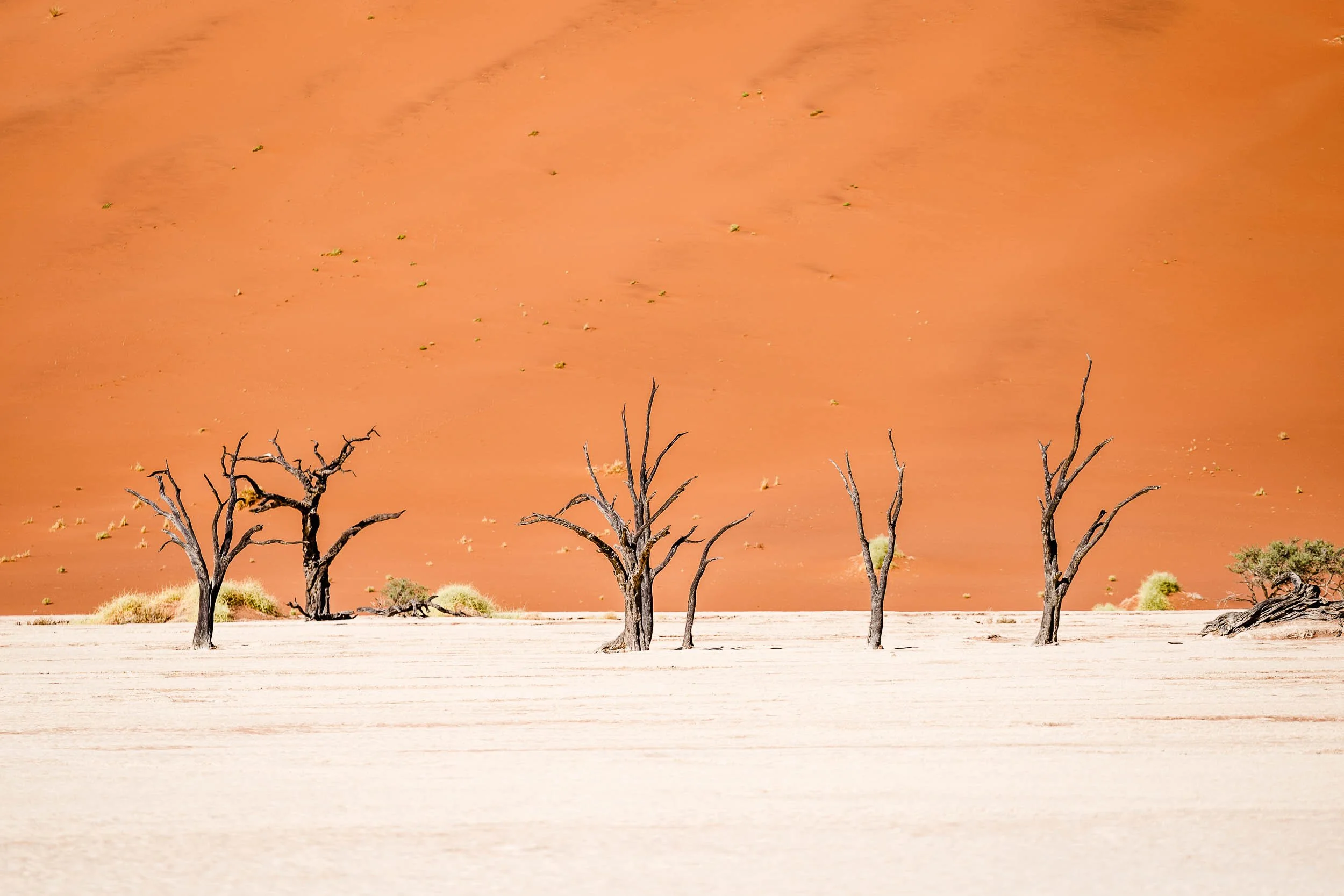 A desert scene with a row of leafless, gnarled trees on a white, sandy surface against a background of orange sand dunes.
