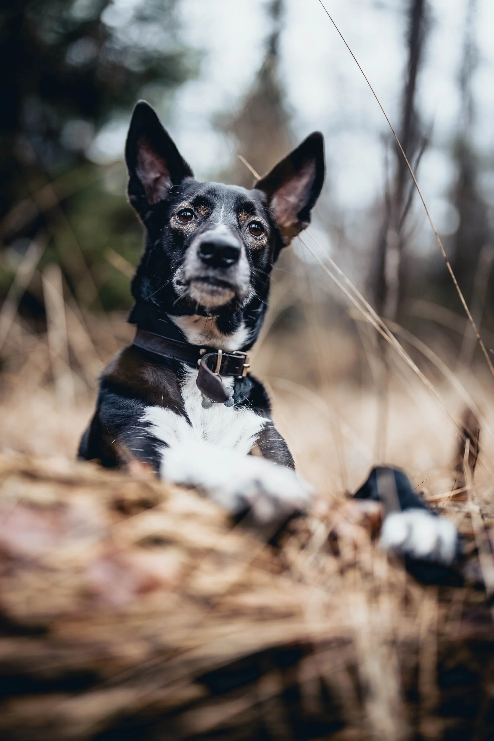 A black and white dog with large ears lying down outdoors among dry grass and branches, looking directly at the camera. (Honden fotografie)