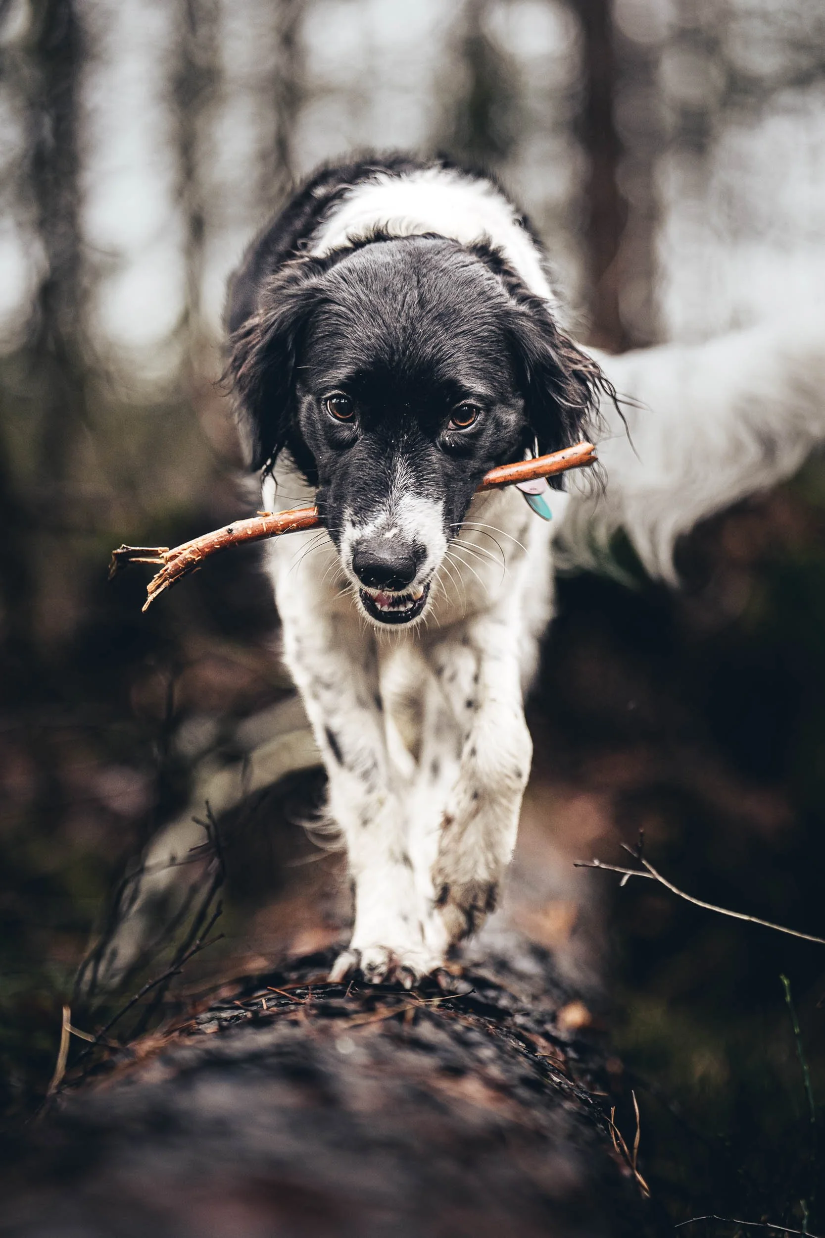 A black and white dog running outdoors with a stick in its mouth in a forest setting. (Honden fotografie)