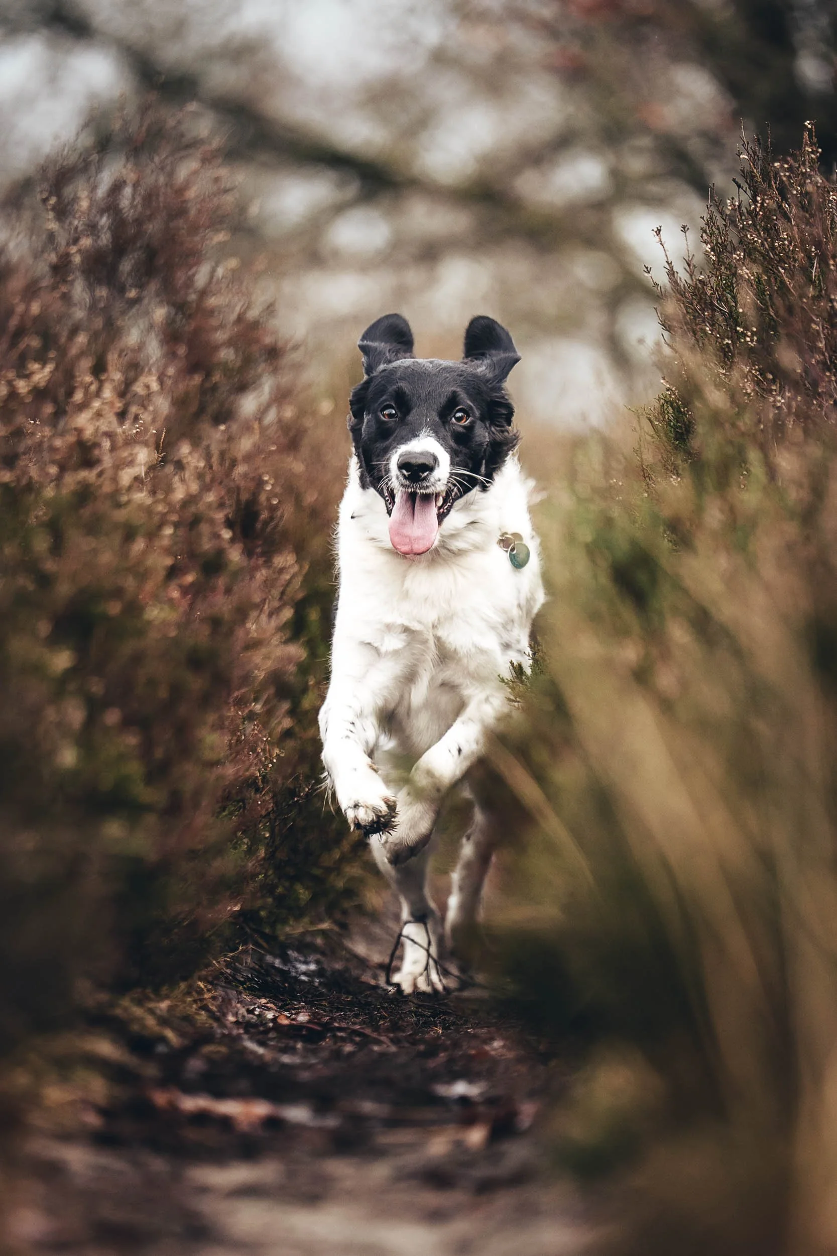 A joyful black and white dog running along a narrow dirt trail surrounded by brown bushes. (Honden fotografie)