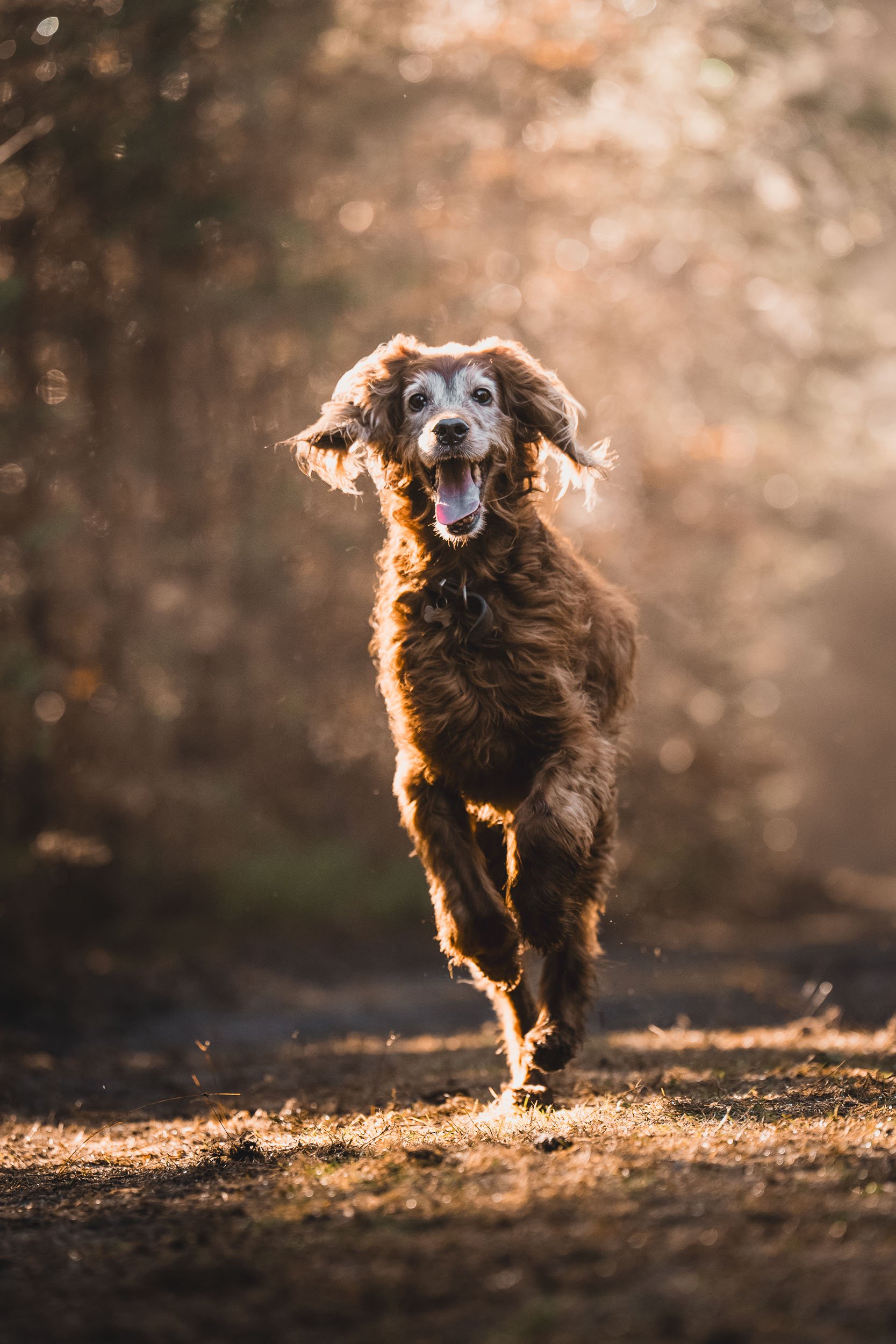 Vincent Engel Dog-41.jpg