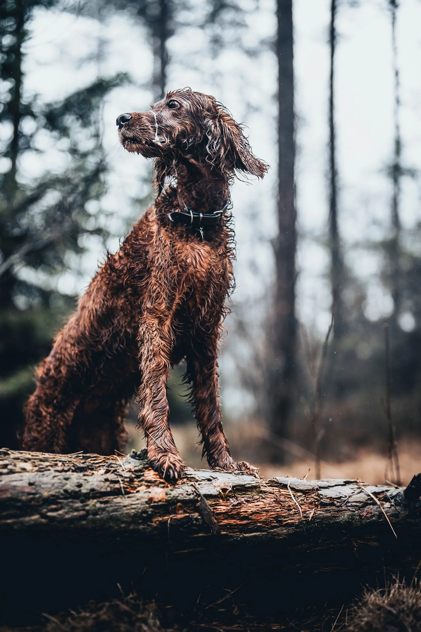 A wet, brown dog sitting on a log in a forest, looking to the side with its ears flopped down.