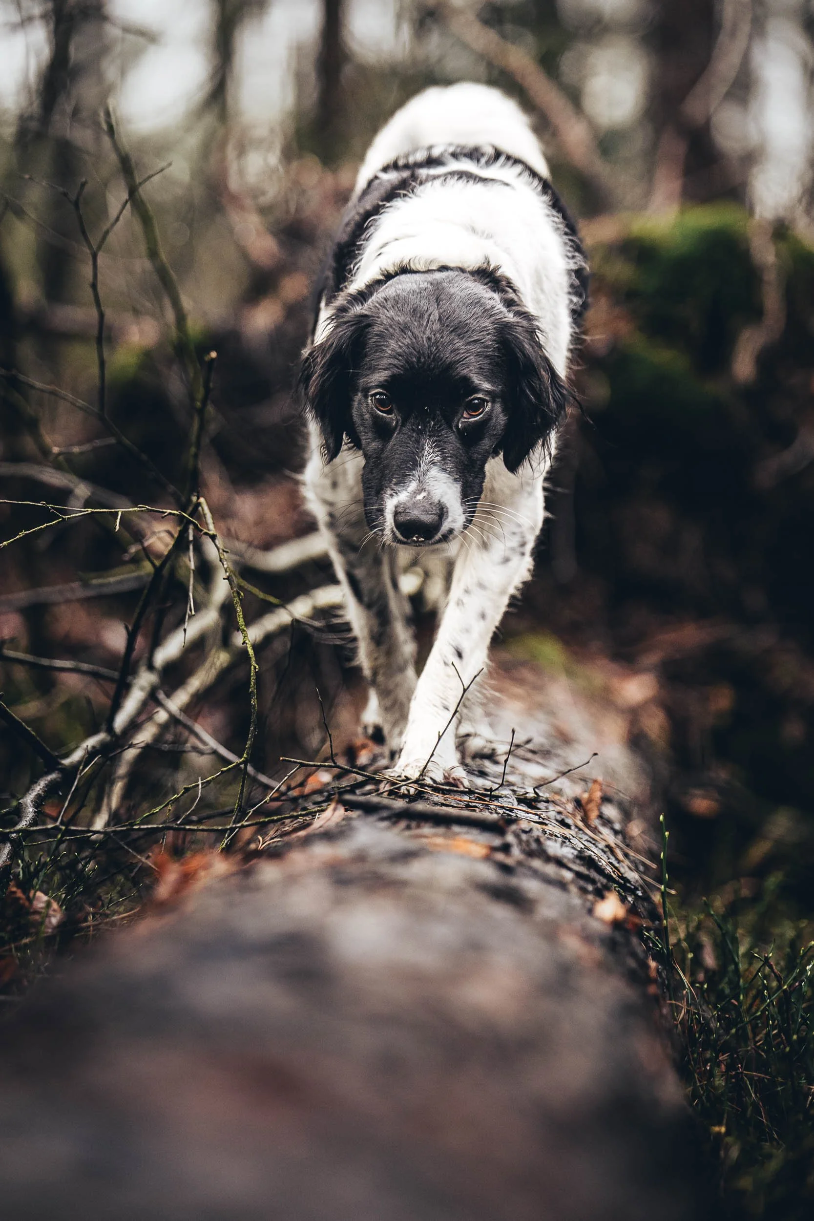 A black and white dog walking across a fallen log in a forest (Honden fotografie)