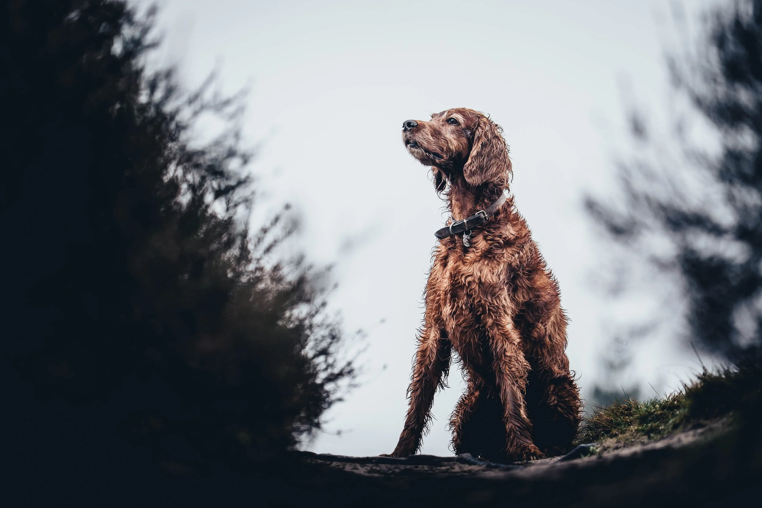 A brown dog with wet curly fur sitting outdoors, viewed from a low angle with blurred dark bushes and cloudy sky in the background. (Honden fotografie)