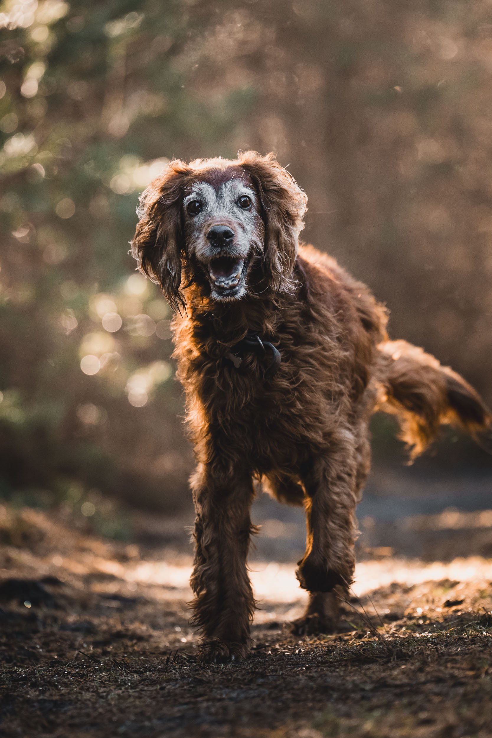 Vincent Engel Dog-5-2.jpg