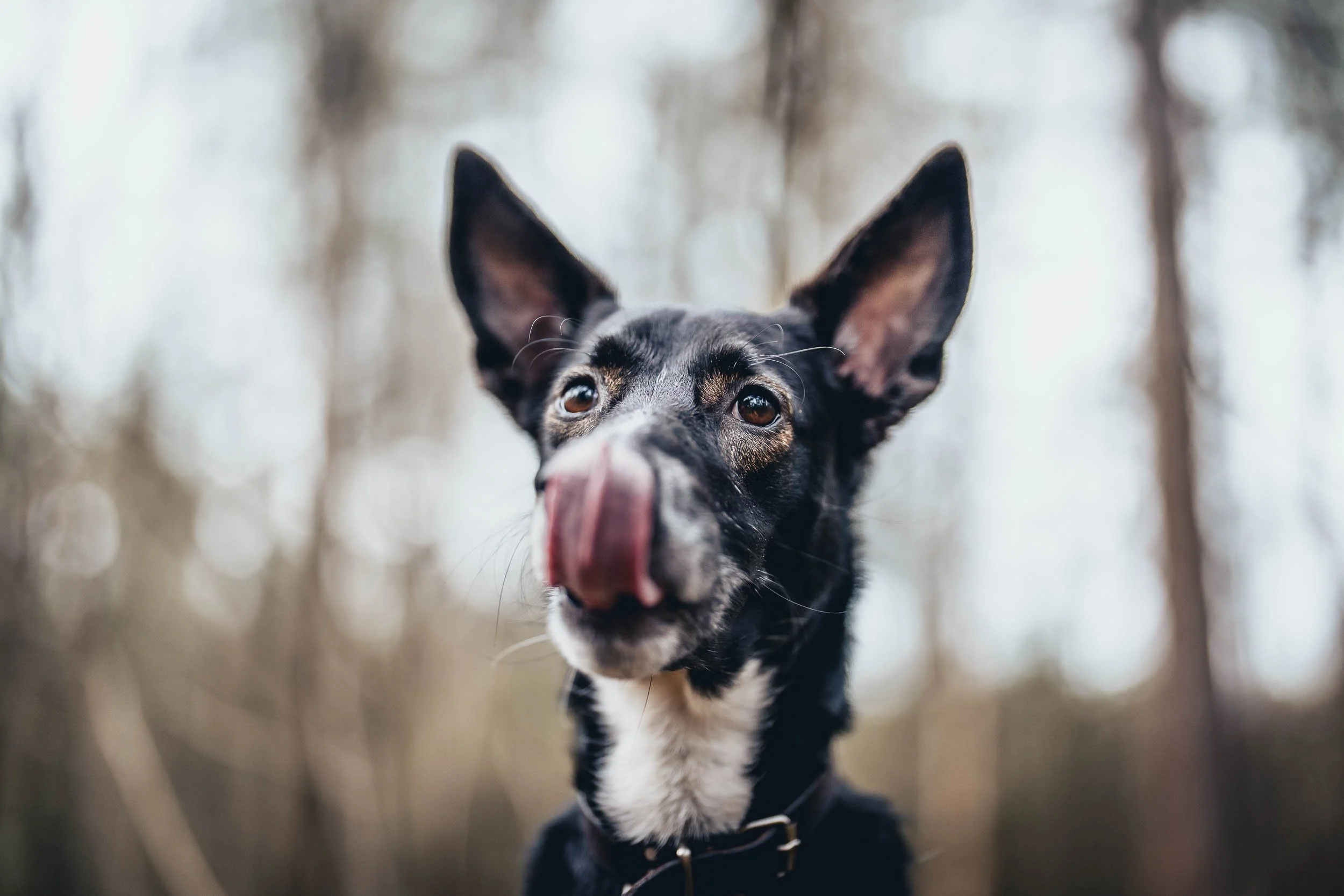 Close-up of a black and white dog with large ears outdoors in a wooded area, licking its nose. (Honden fotografie)