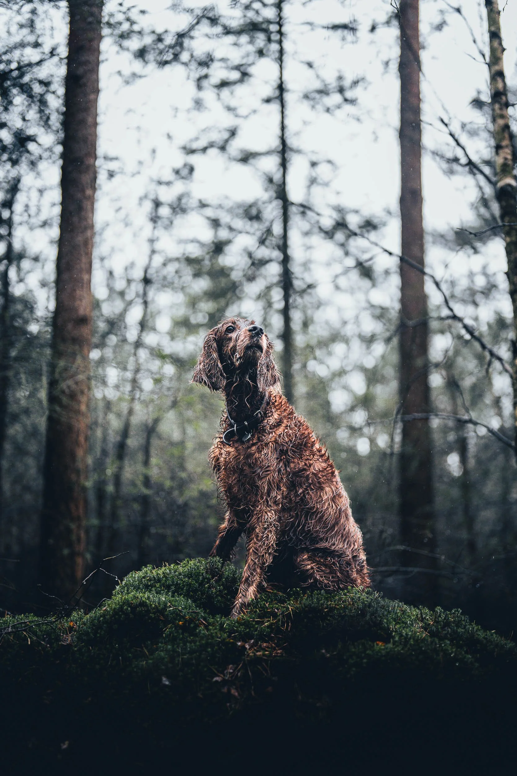 A wet brown dog sitting on moss in a forest with tall trees, looking up.