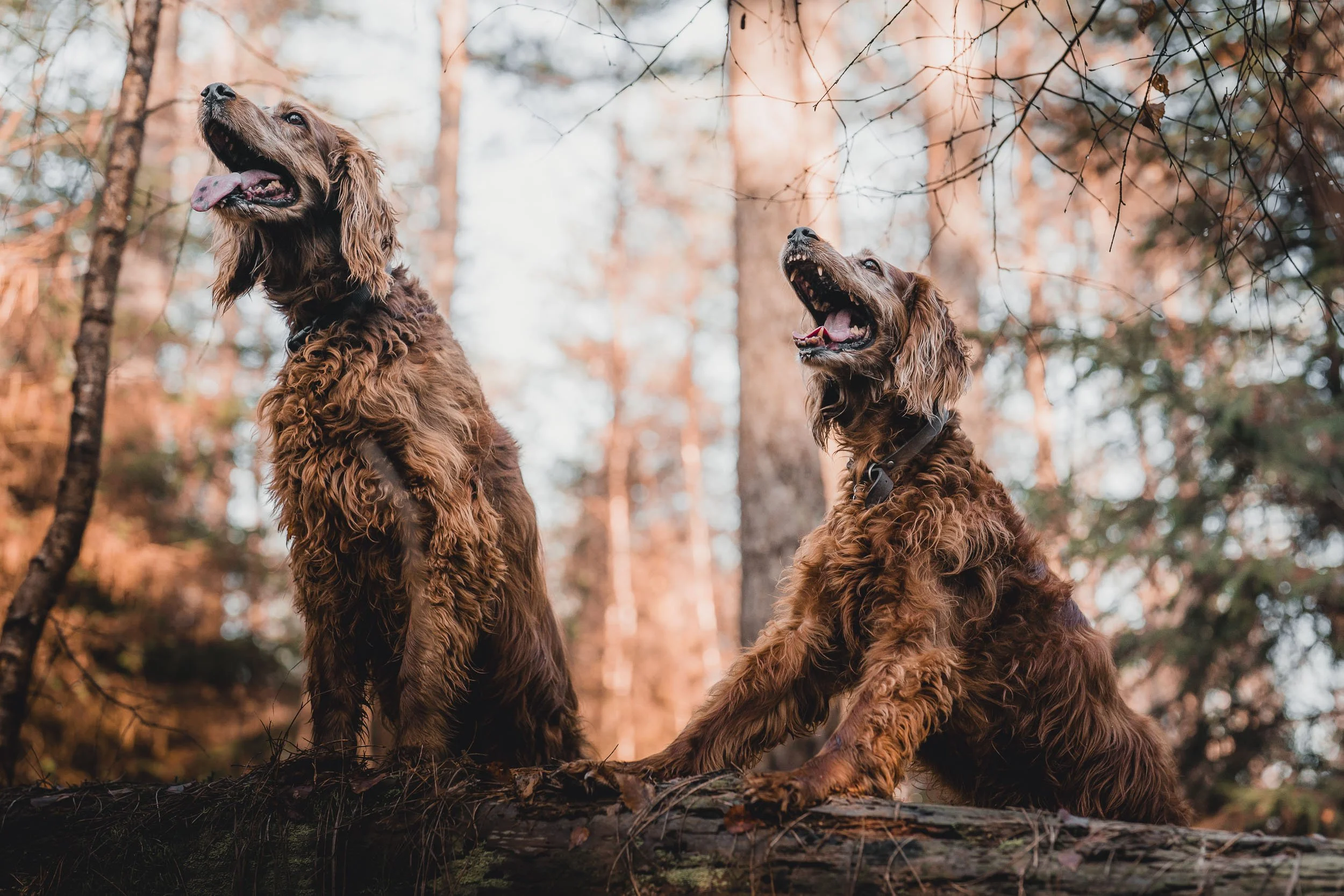 Vincent Engel Dog-4-2.jpg