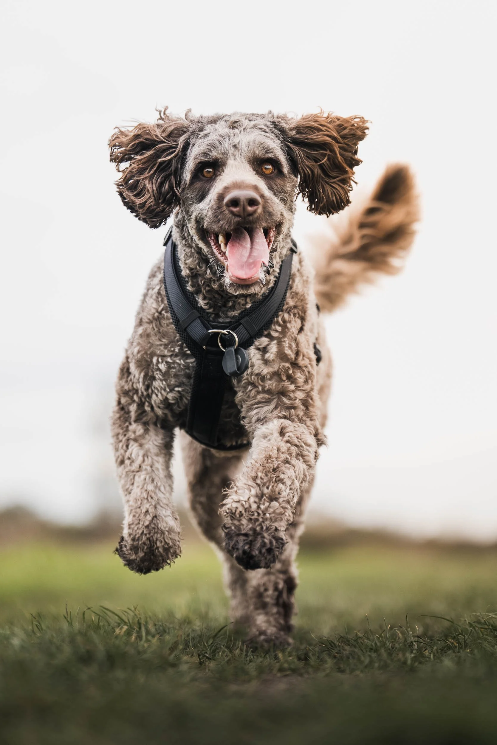 A happy, curly-coated dog running outdoors towards the camera on grass with a blurred background.