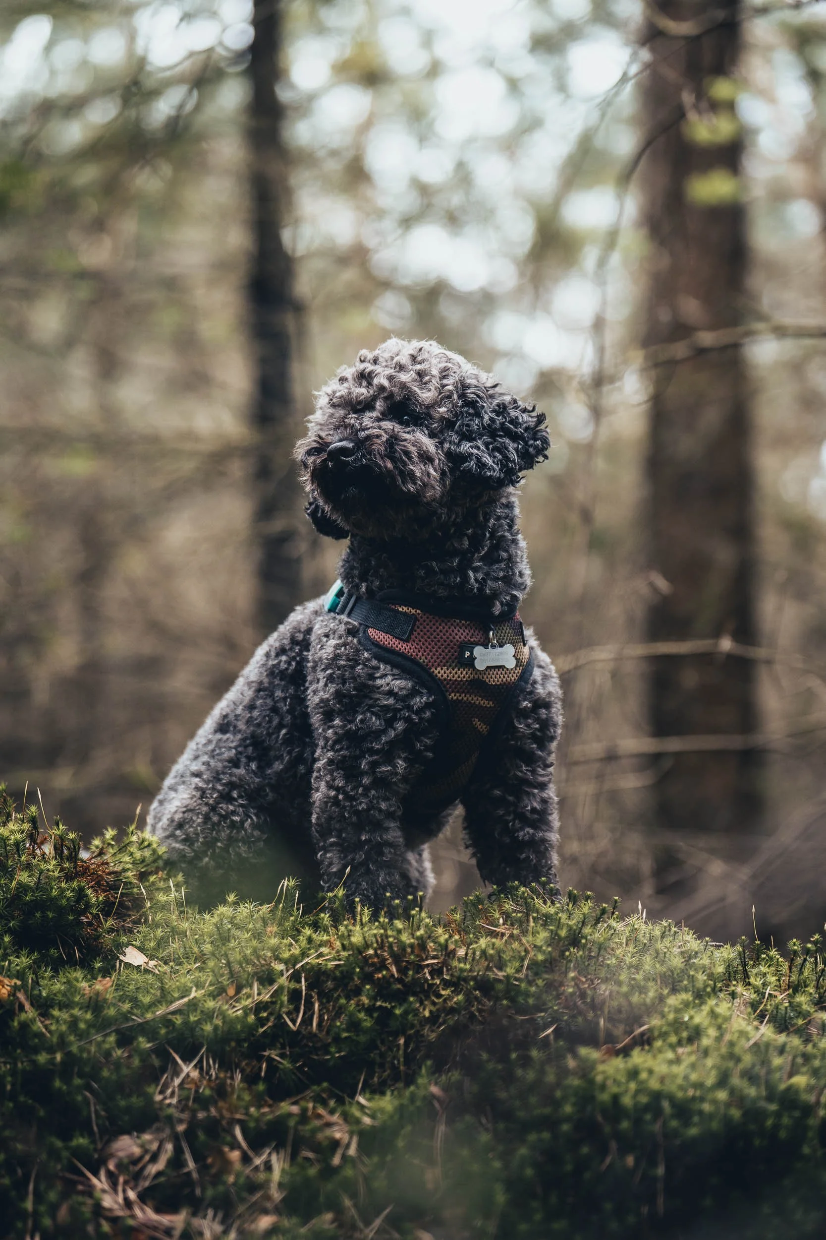 A black poodle sitting on a mossy surface in a forest, wearing a harness with a dog tag, looking upwards. (Honden fotografie)