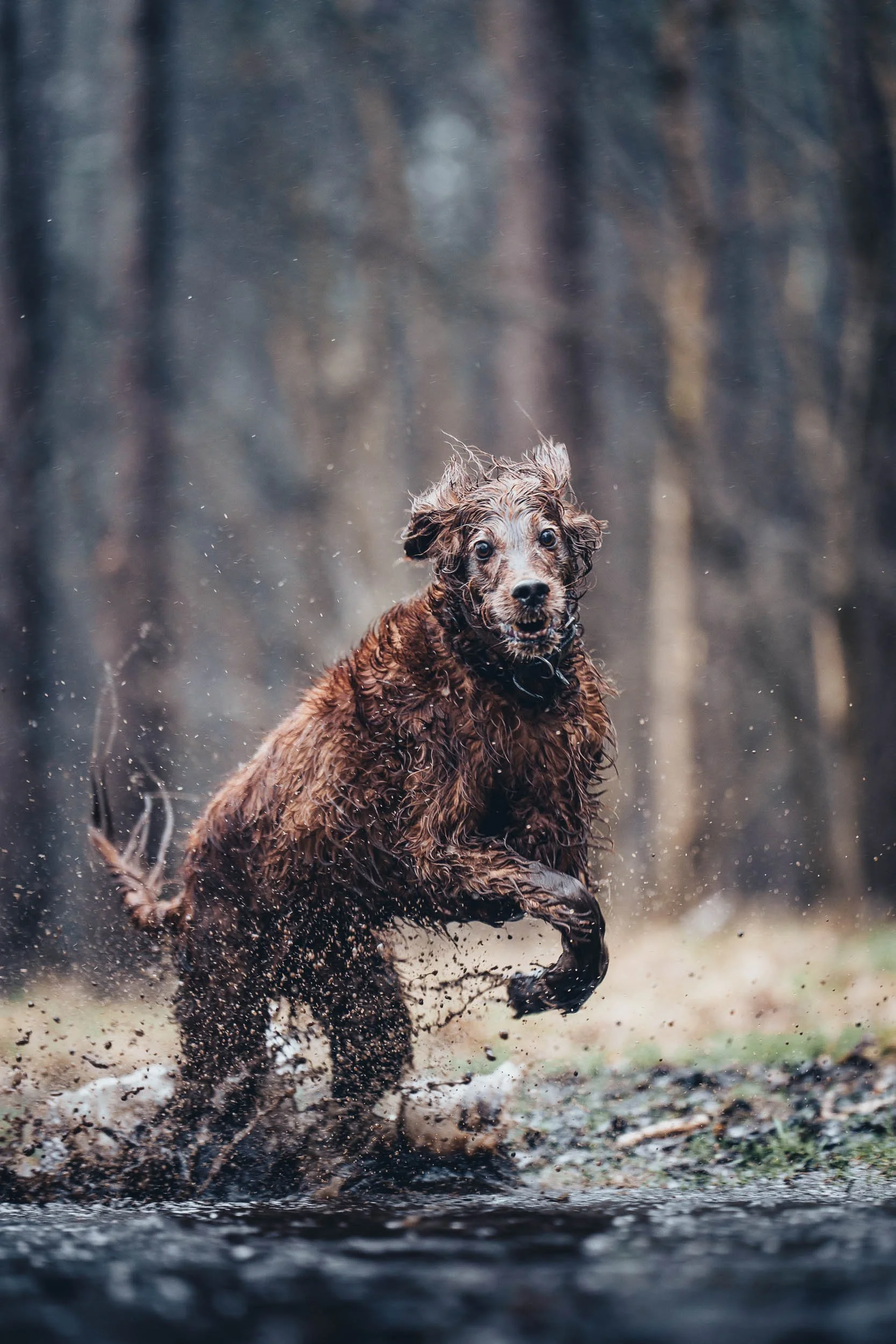 A wet brown dog running through a muddy outdoor area with trees in the background.