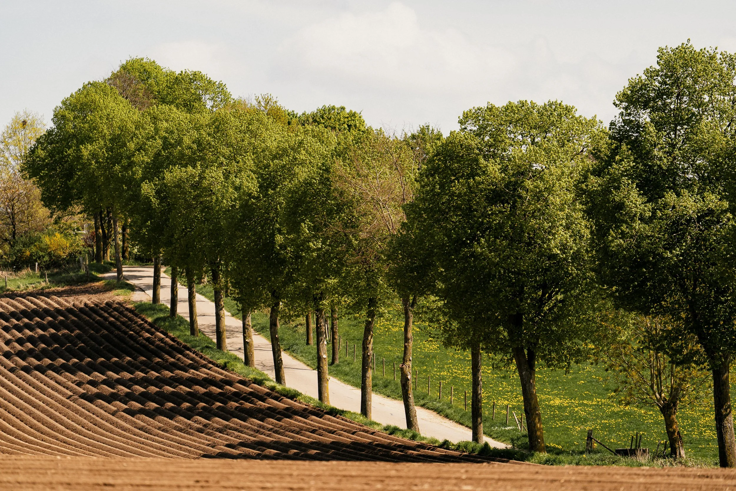 Countryside landscape with a sloped farmland, green grassy fields, and a row of tall, leafy trees lining a narrow dirt path.
