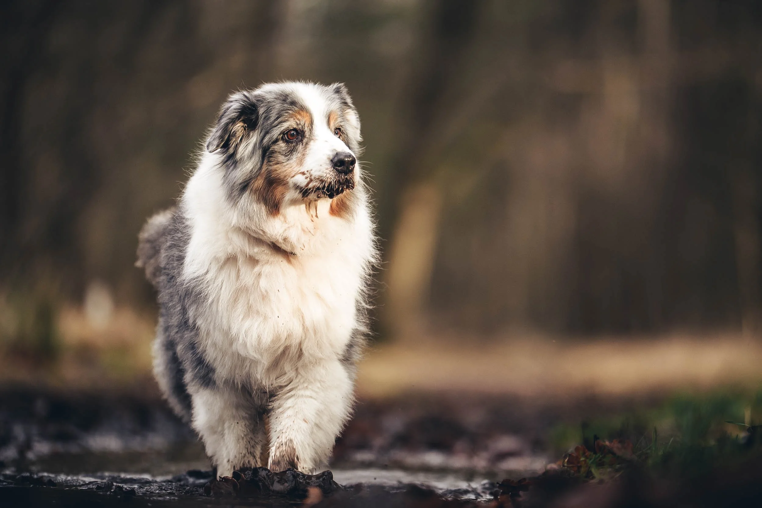 An Australian Shepherd dog standing outdoors in a natural setting, with blurred trees in the background, wet paws, and a fluffy coat. (Honden fotografie)