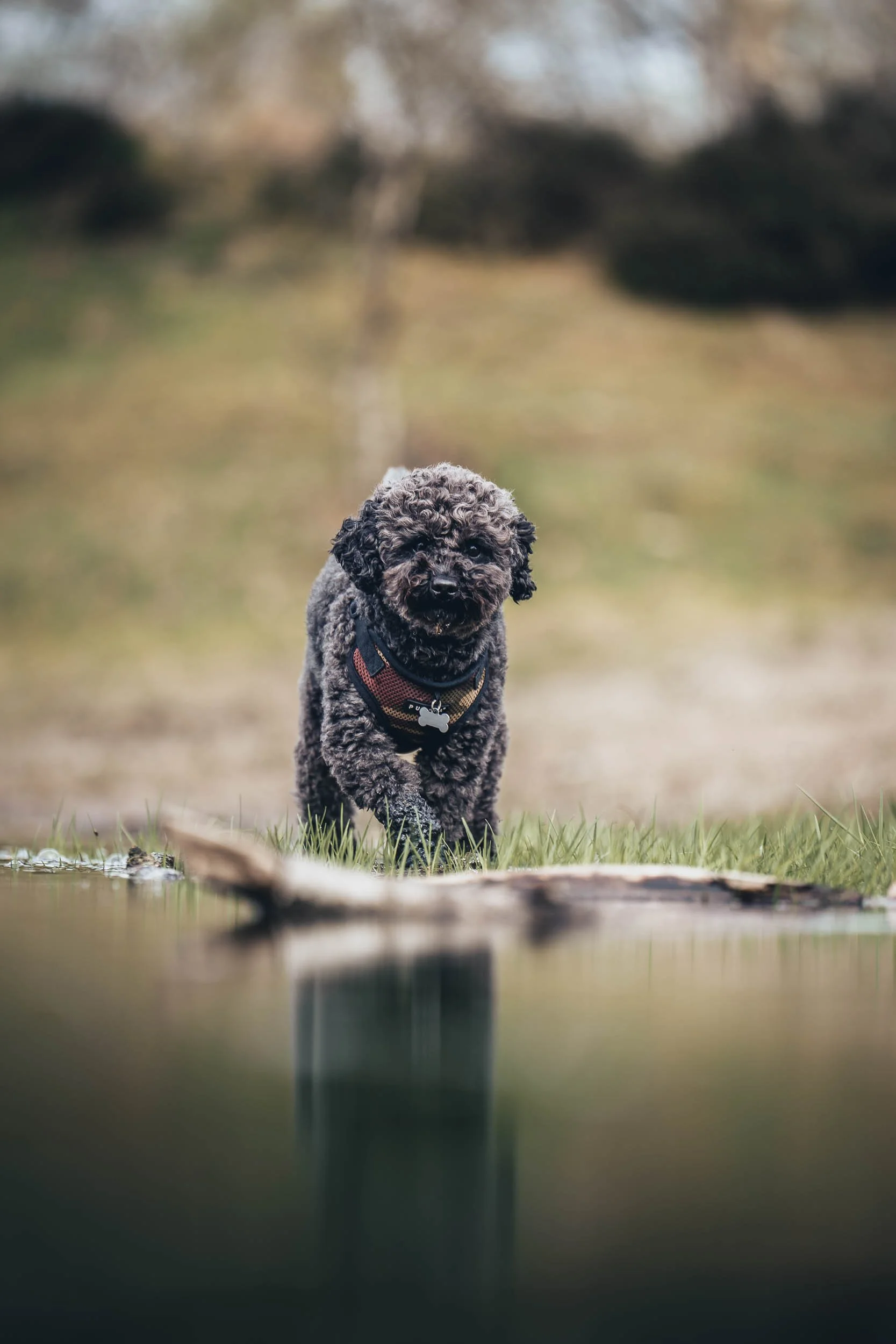 A small, curly-haired black dog wearing a harness explores near a body of water in a natural setting with blurred trees and grass in the background. (Honden fotografie)