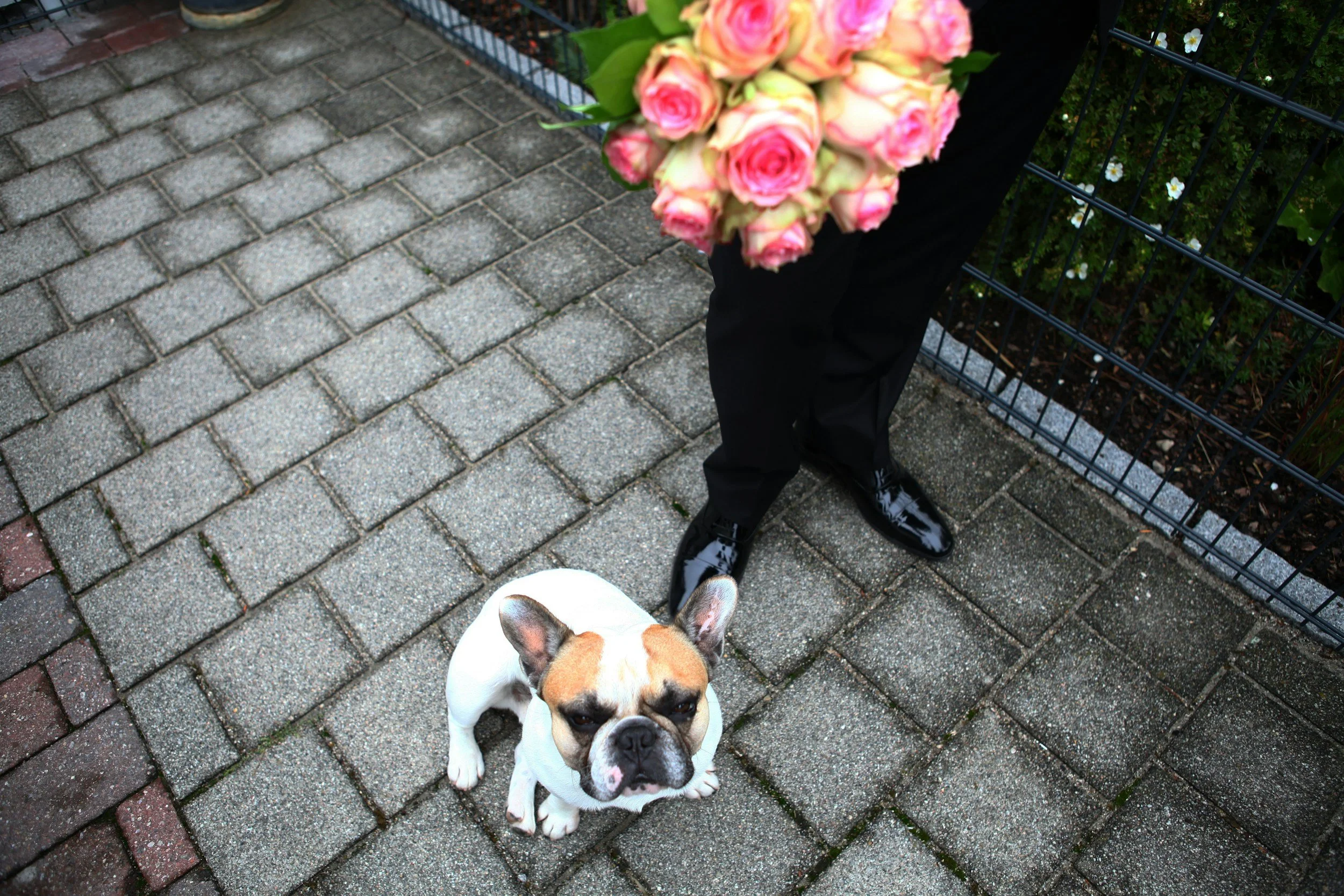 dog-at-a-wedding